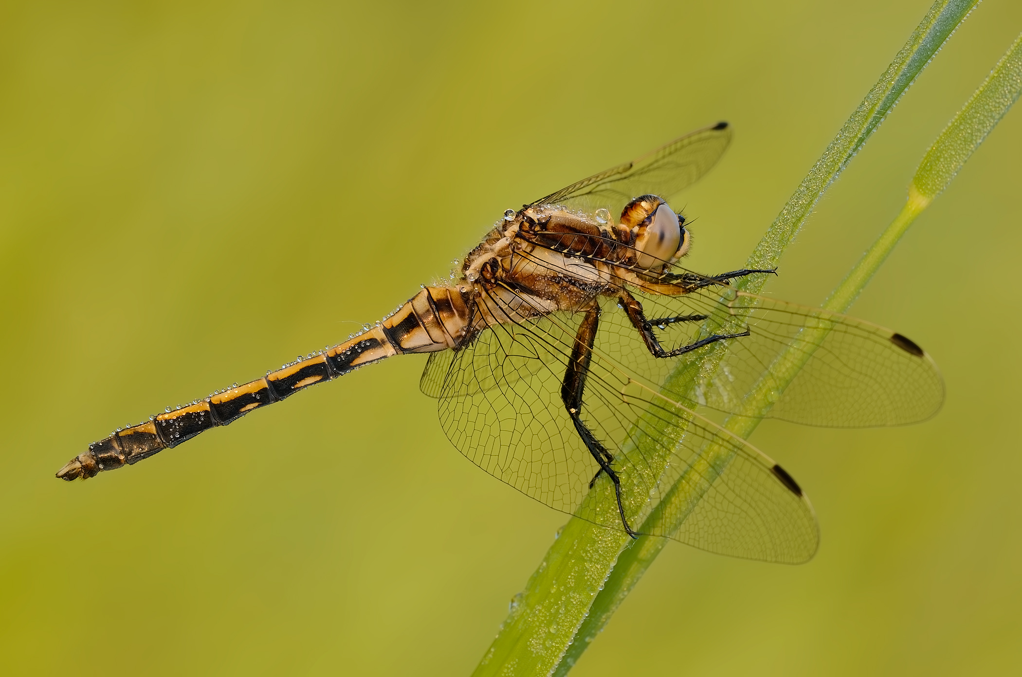 Orthetrum albistylum