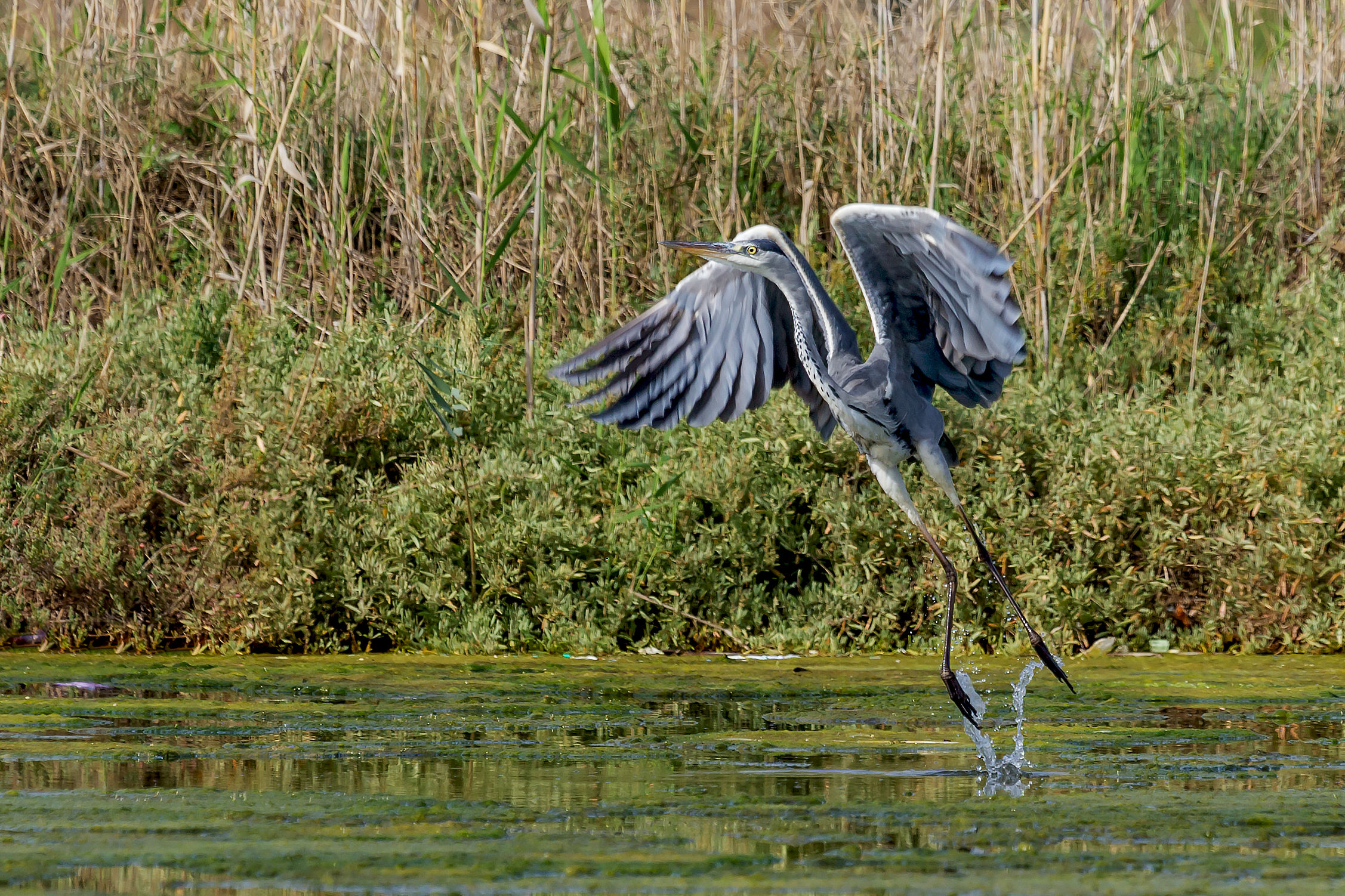 Grey Heron ...
