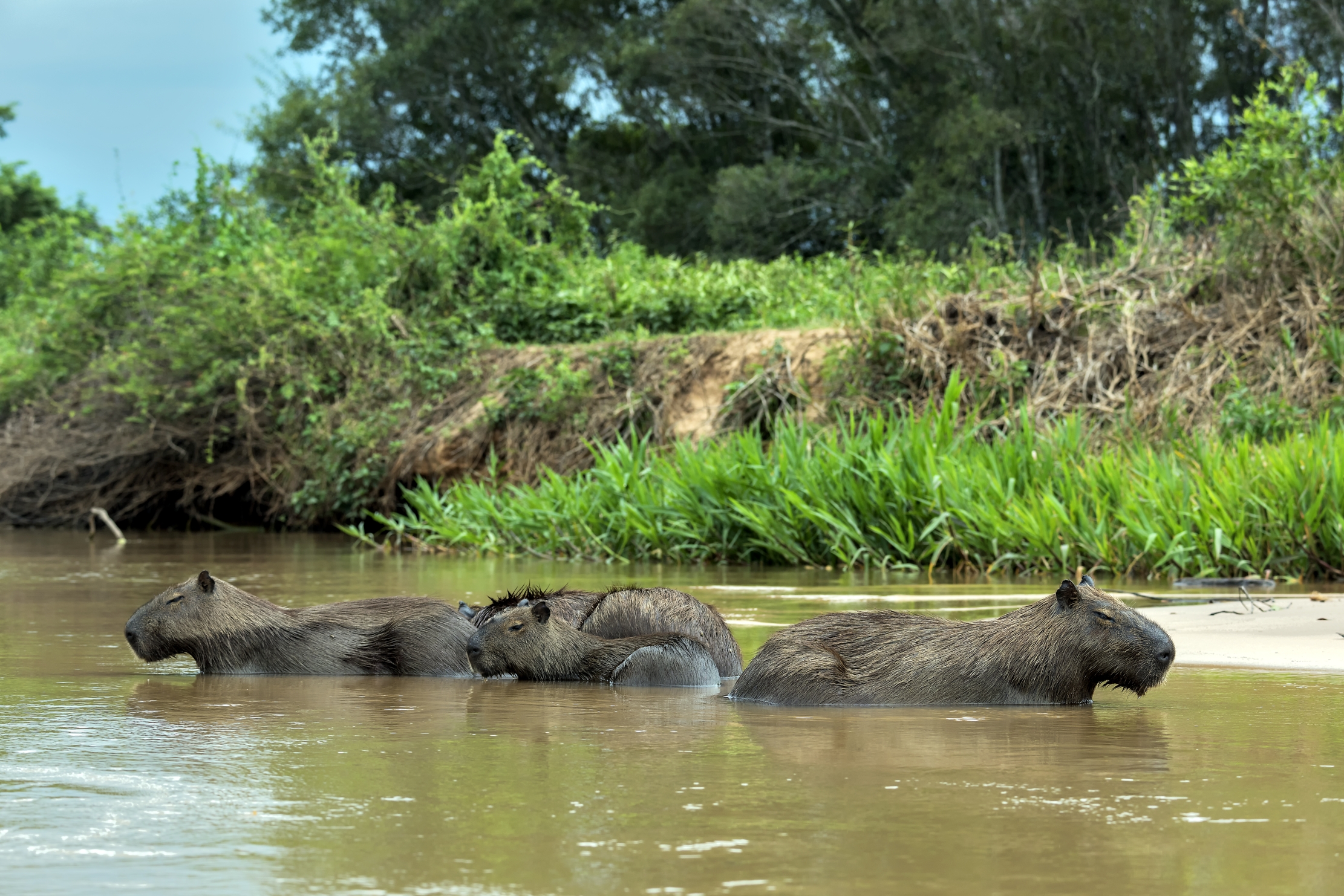 Pantanal 2015 - Capibara