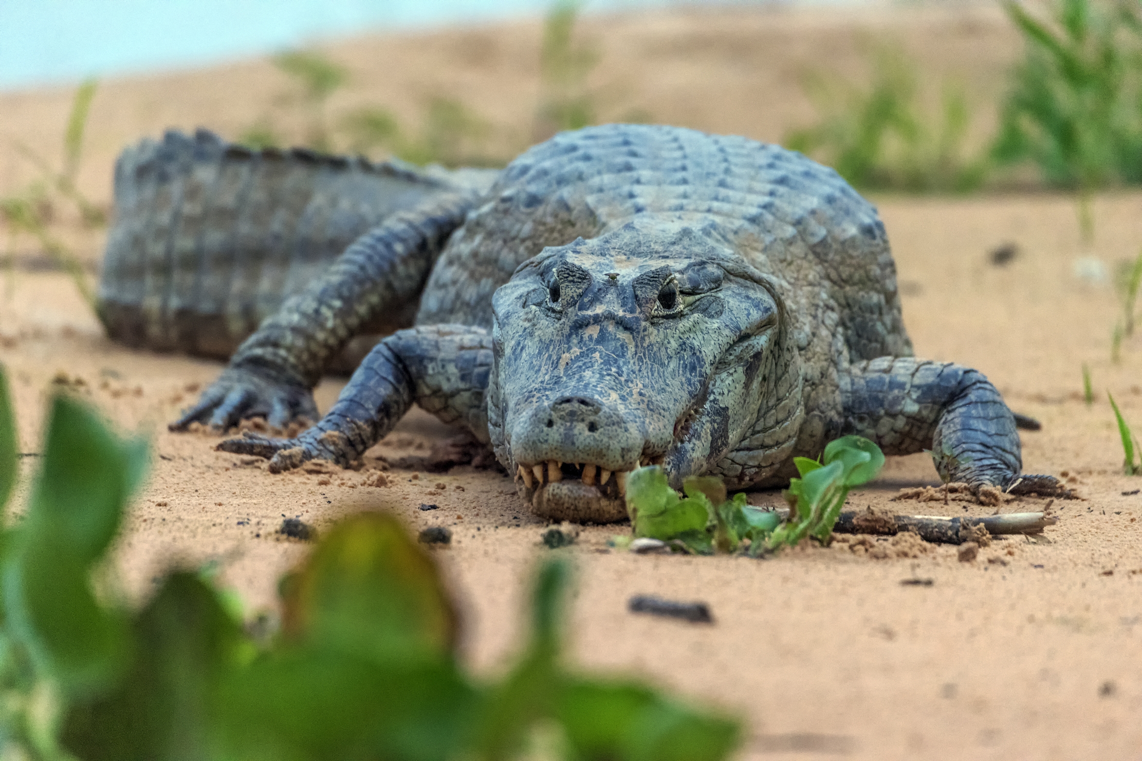 Pantanal 2015 - Caiman