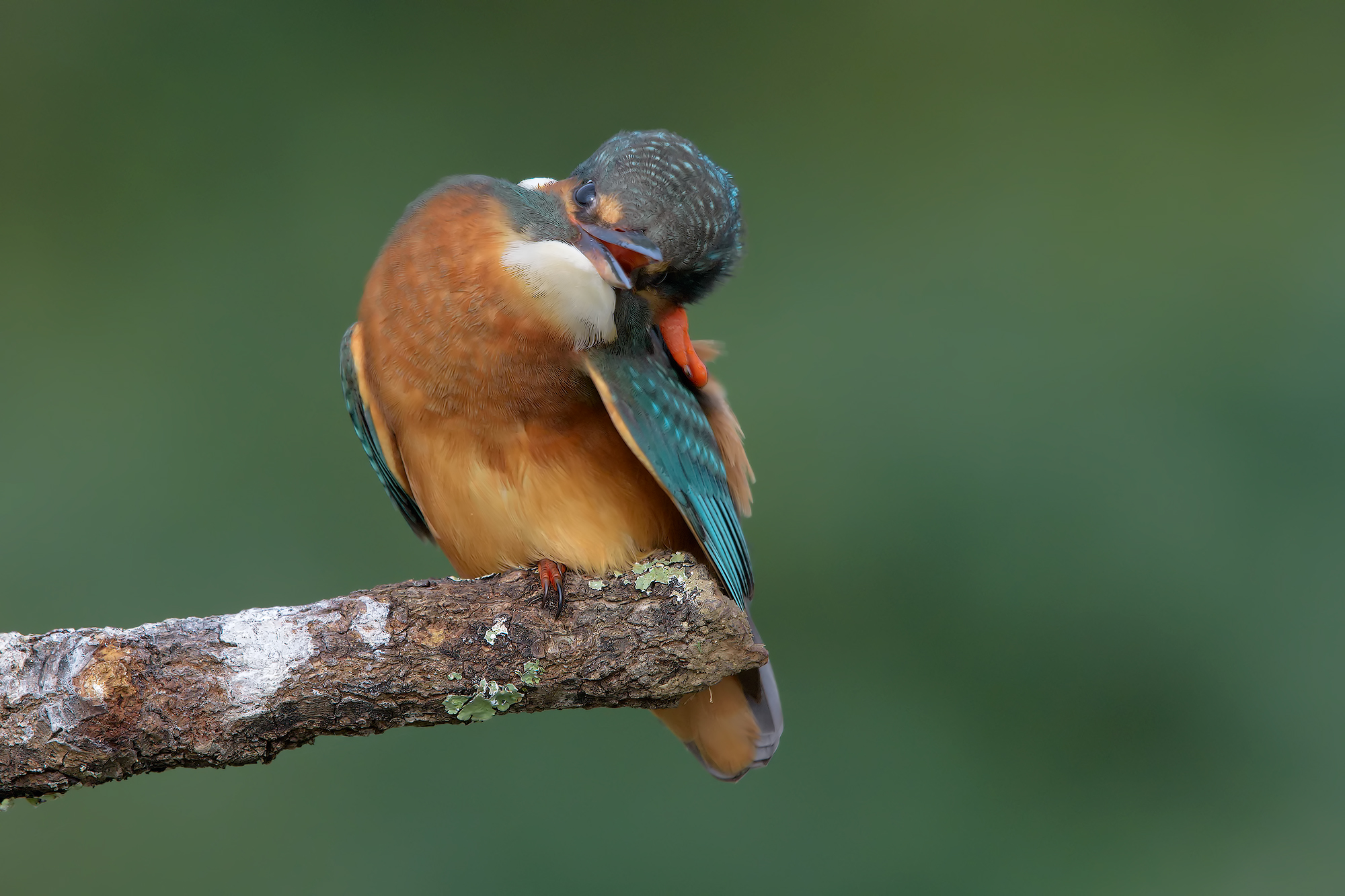 Martina contorsionista