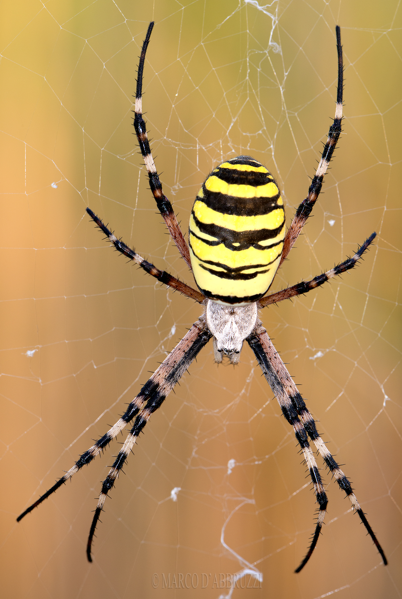 Argiope bruennichi