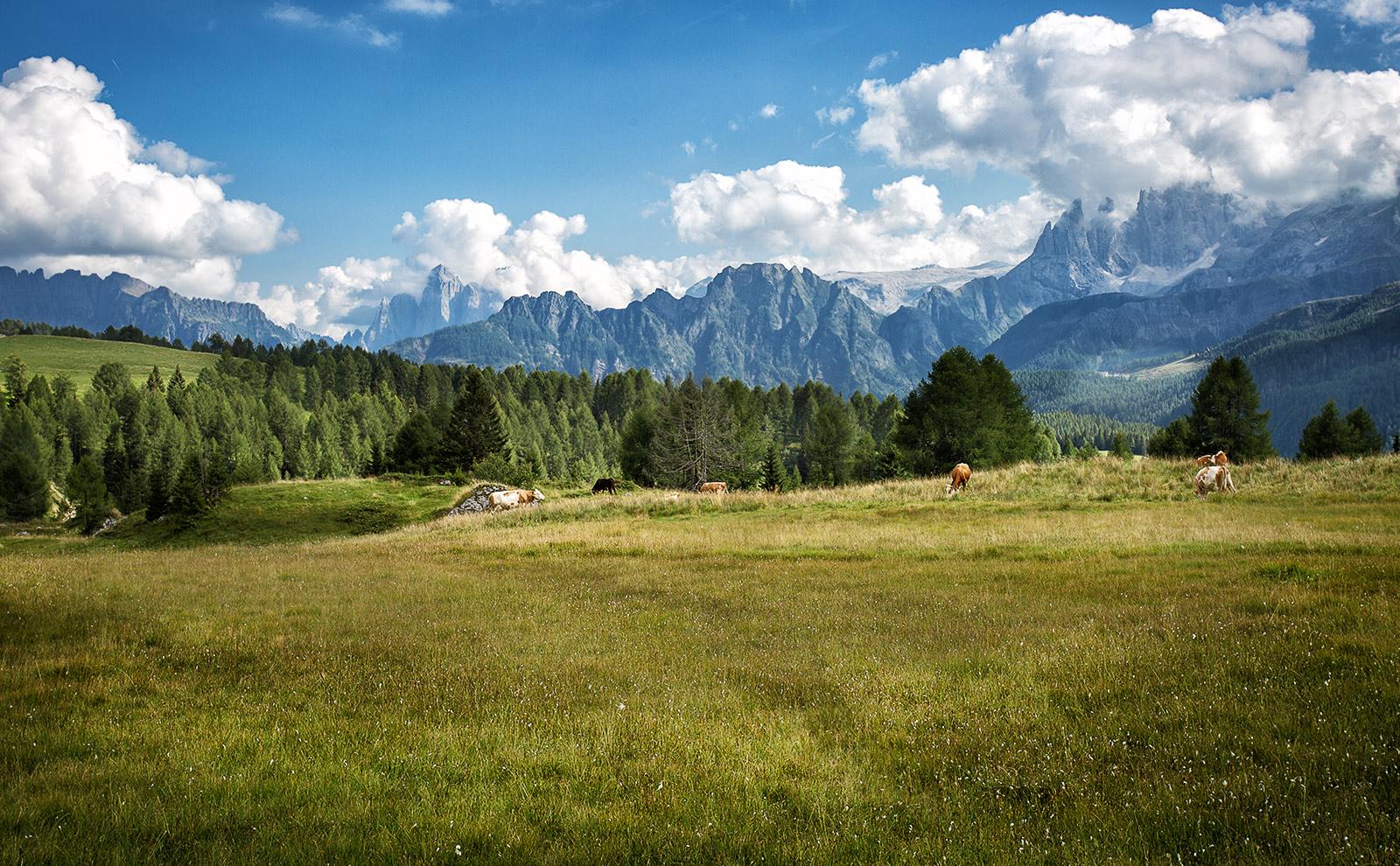 Pasture Trentino
