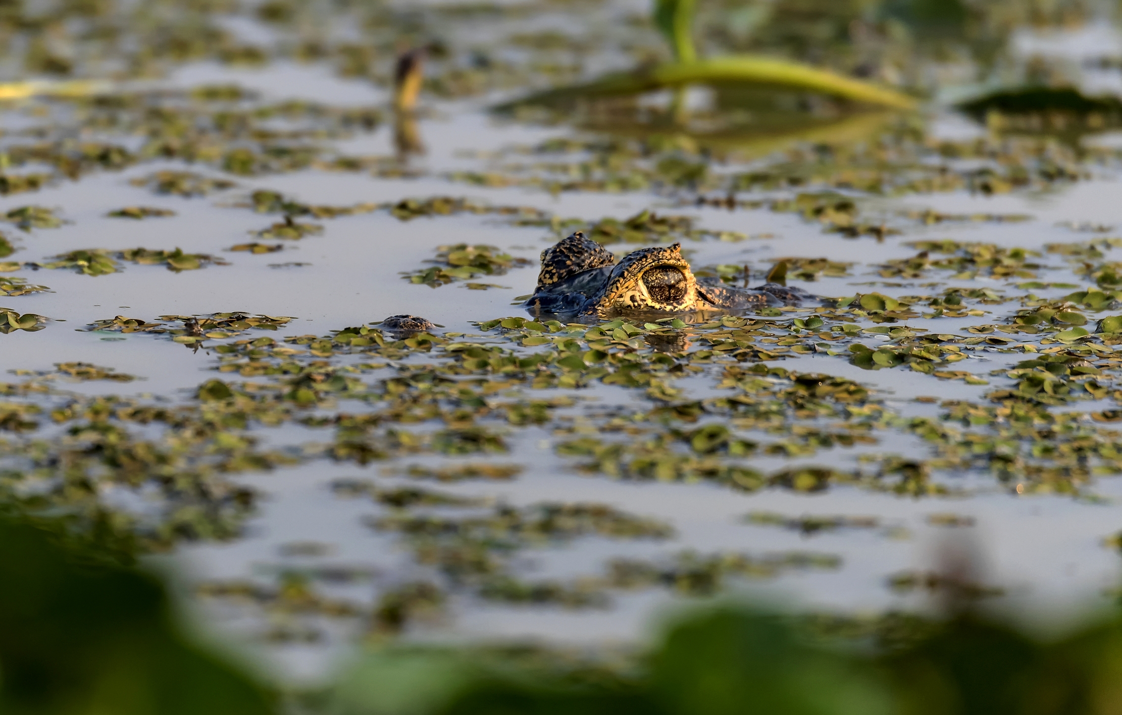 Pantanal 2015 - L'occhio
