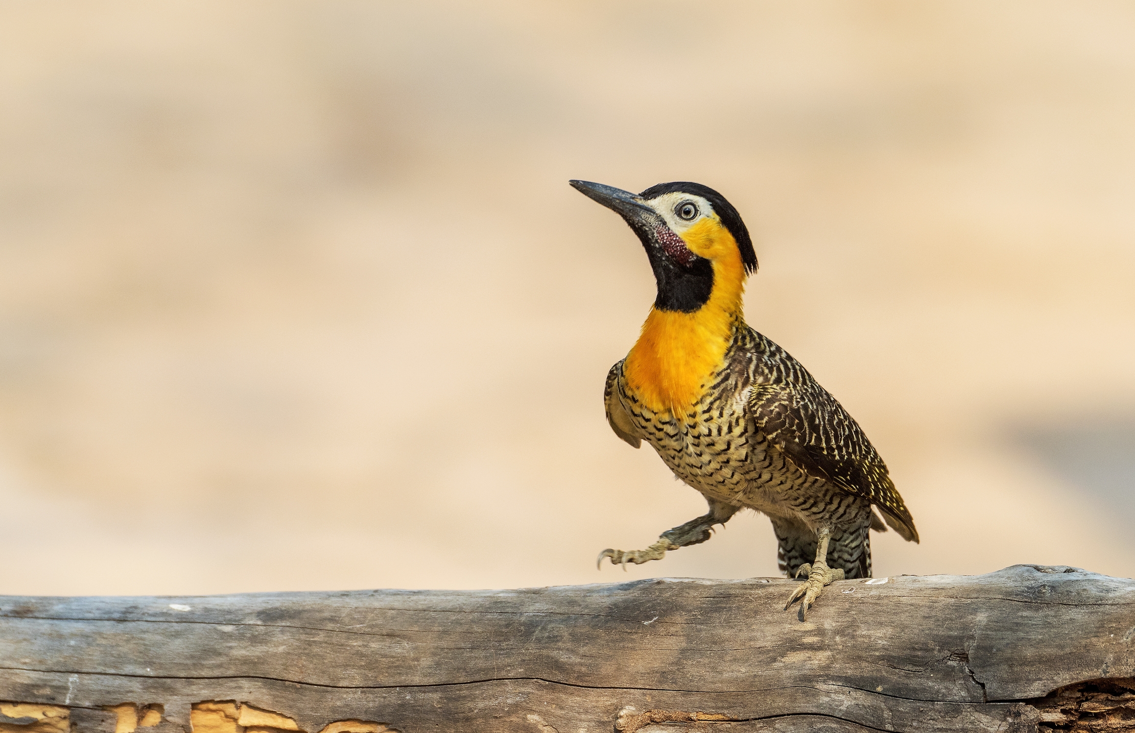 Pantanal 2015 - Picchio di terra