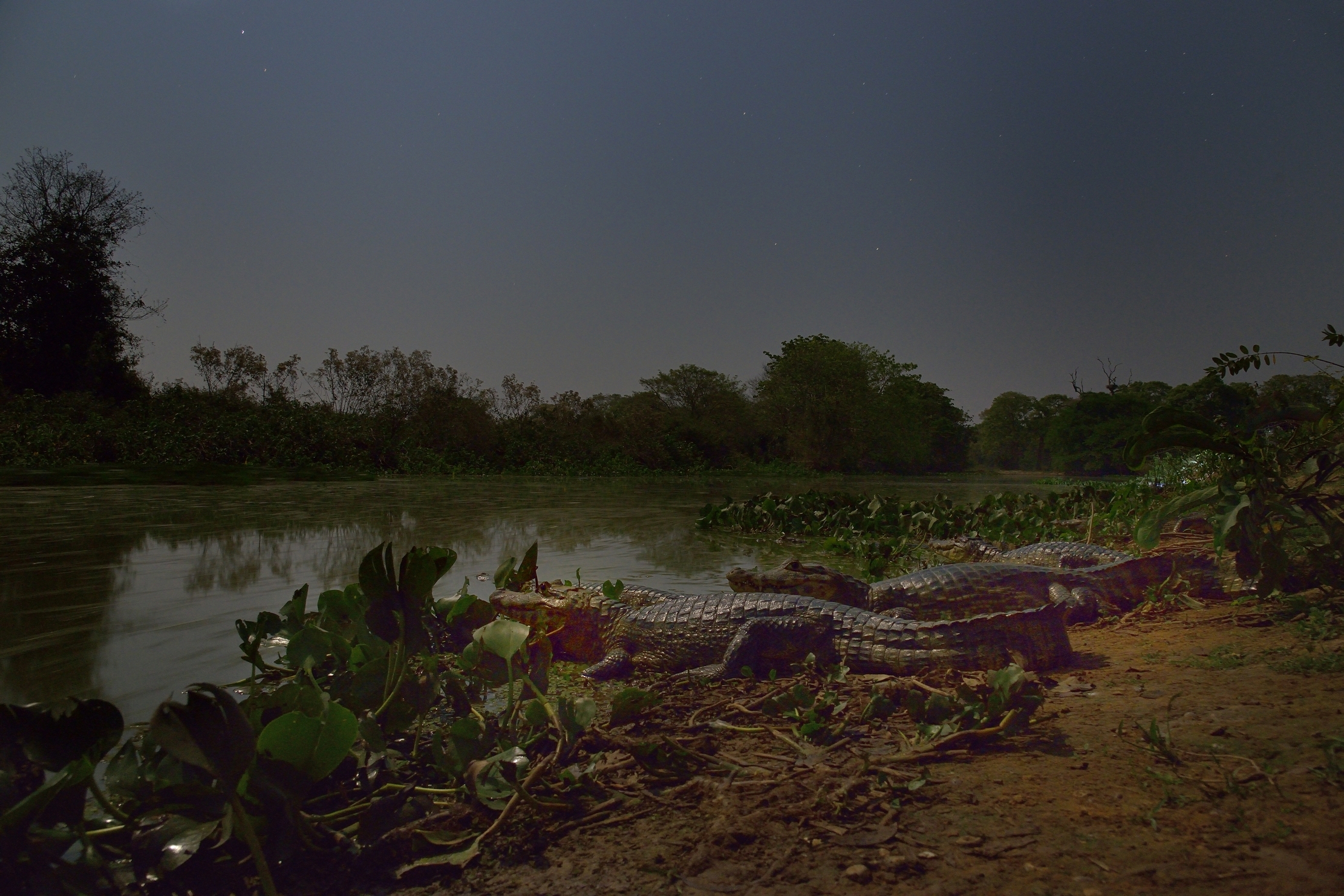 Pantanal 2015 - Sotto la luce lunare (quasi rossa)