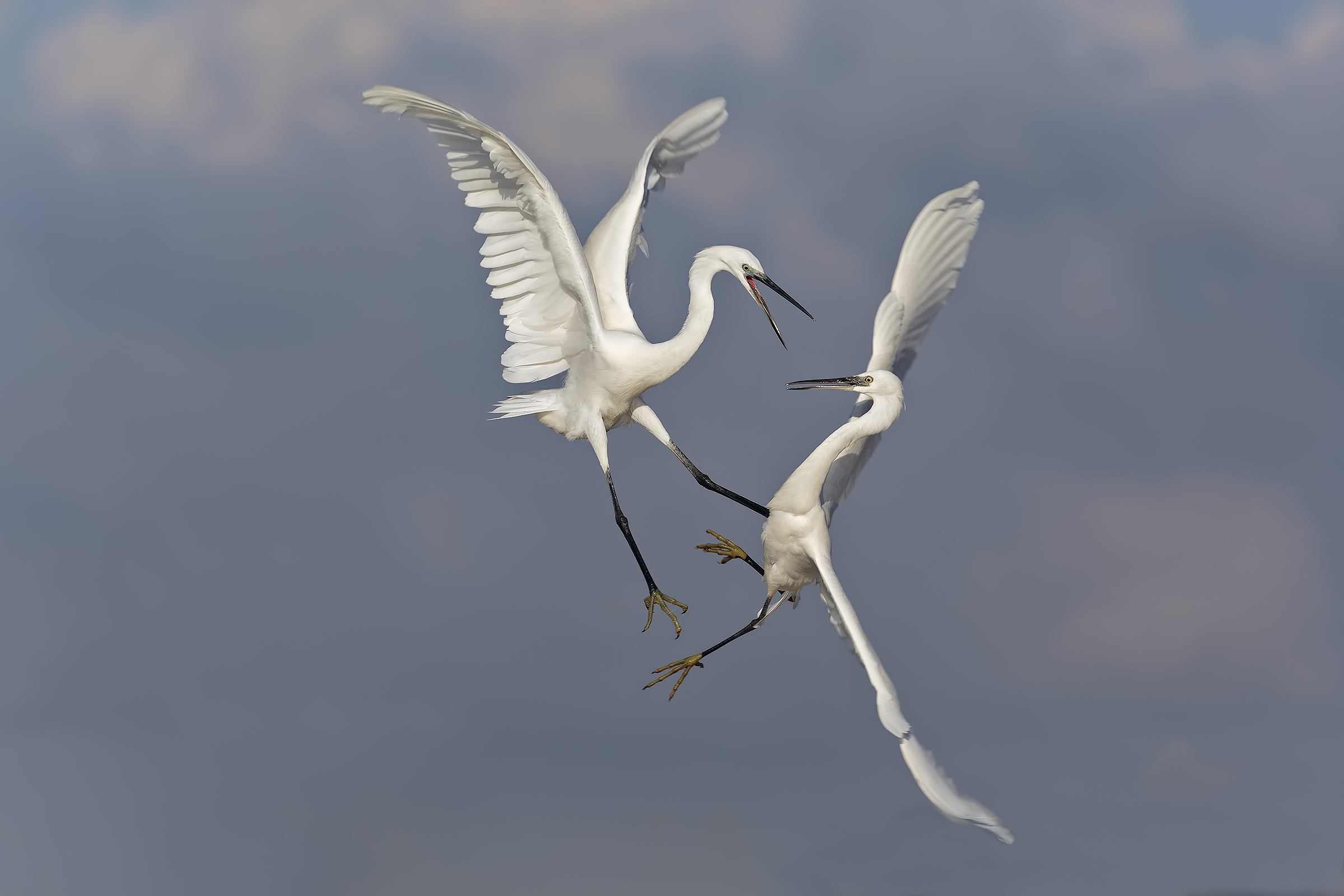 Anche nelle migliori famiglie....