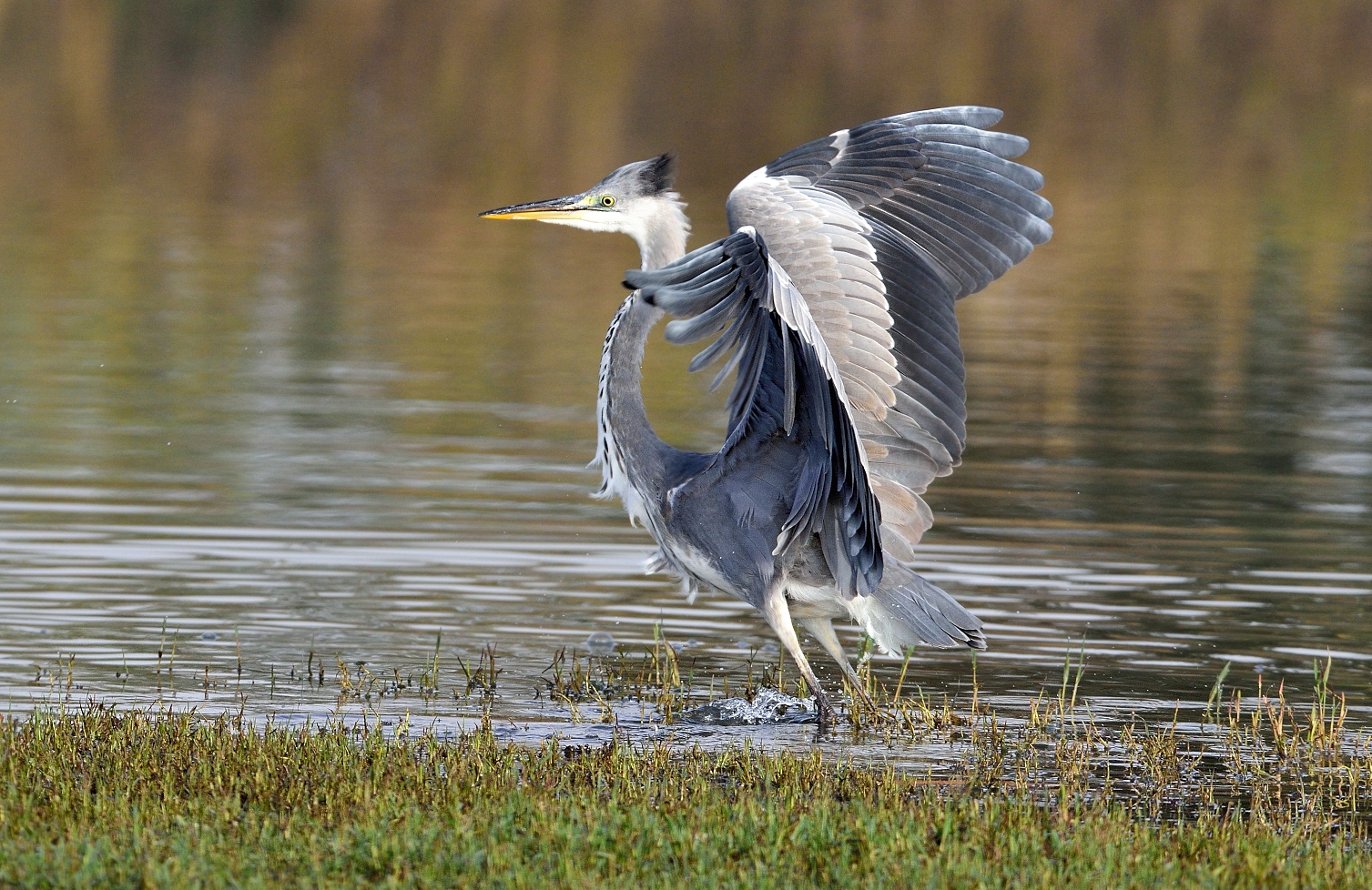 Airone cenerino (Ardea cinerea)