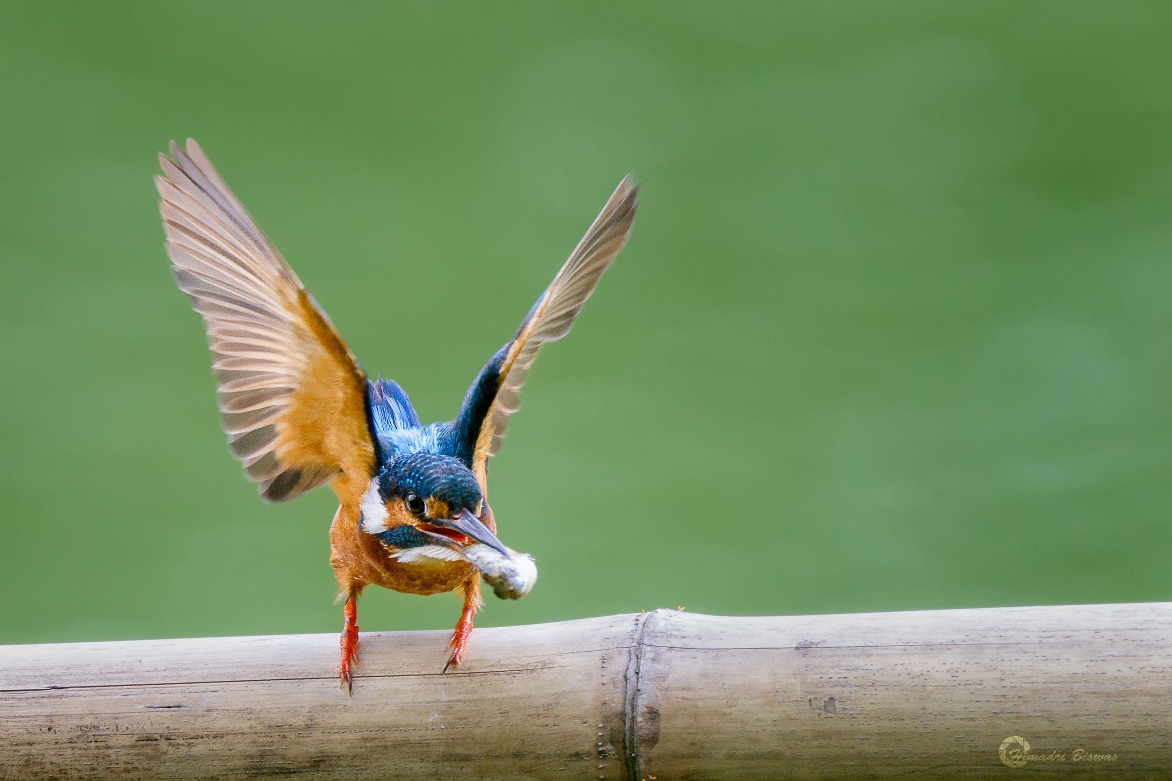 Common Kingfisher with catch