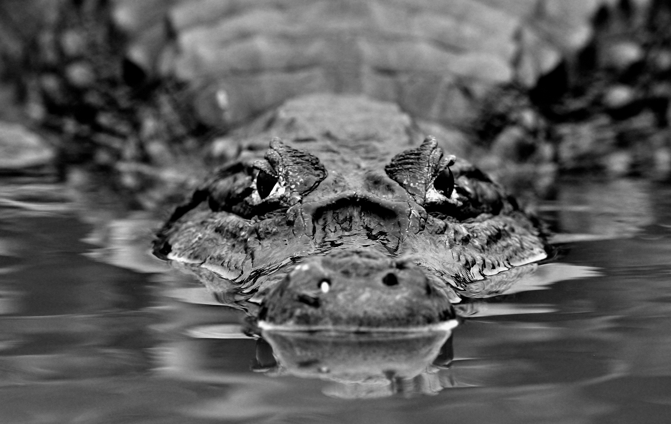 Pantanal 2015 - Caiman B&W
