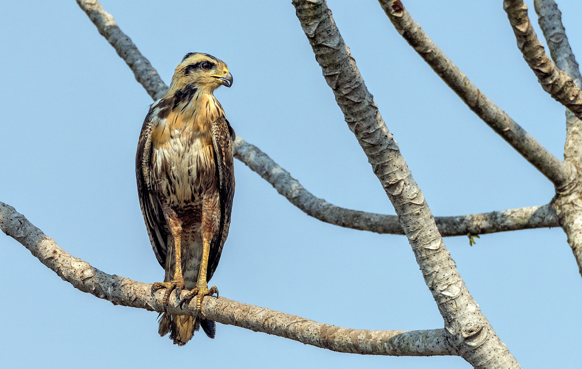 Pantanal 2015 - Aquila?