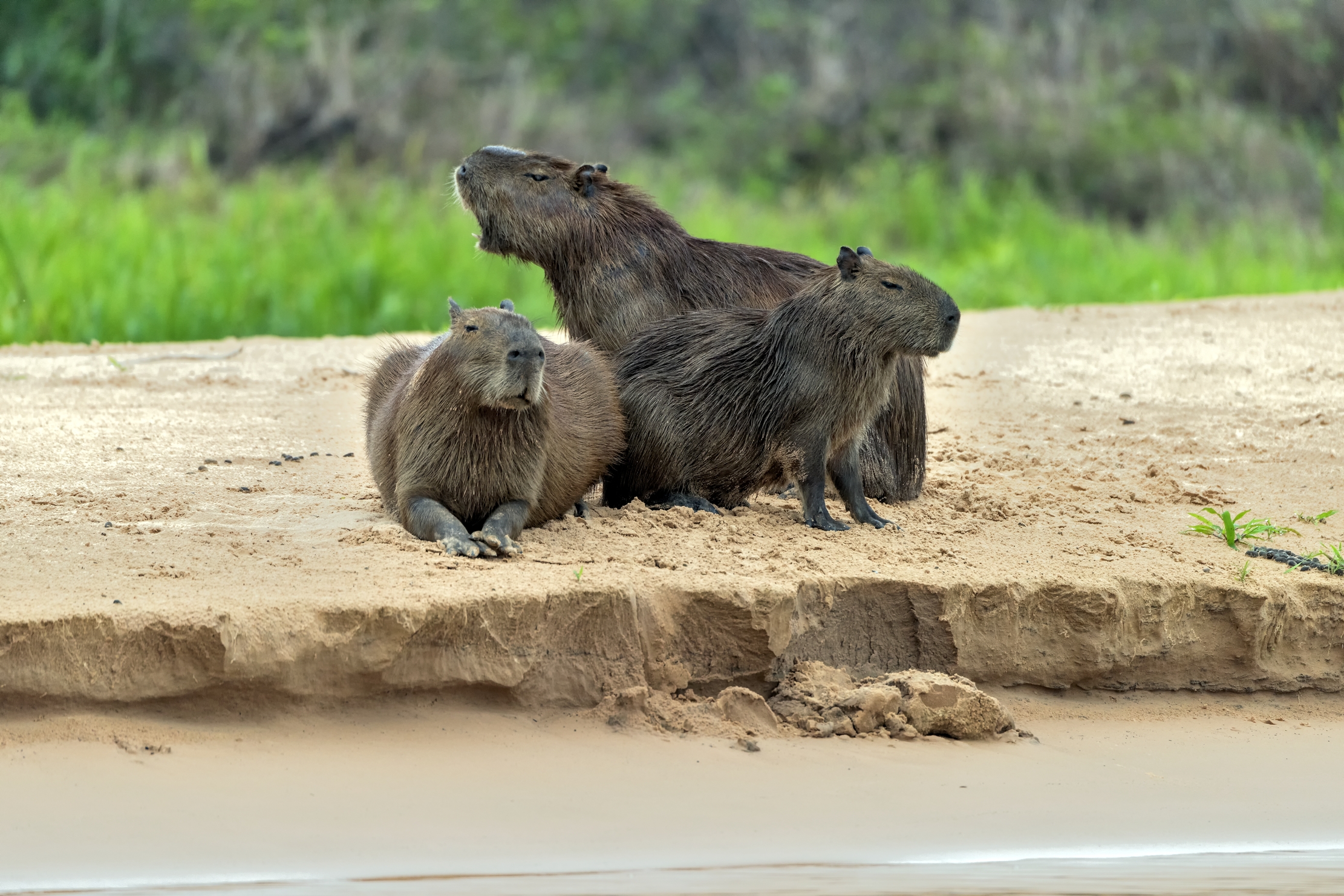 Pantanal 2015 - Capibara