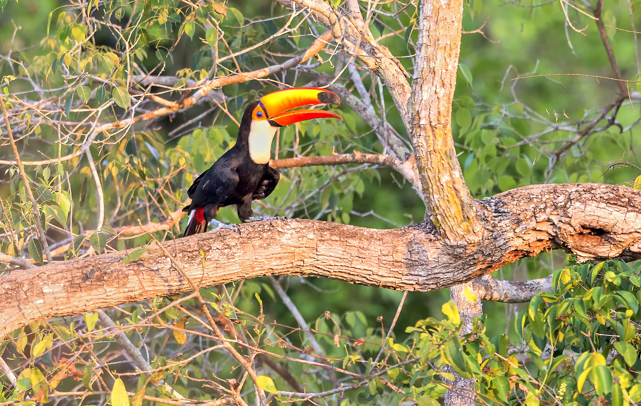 Pantanal 2015 - Tucano