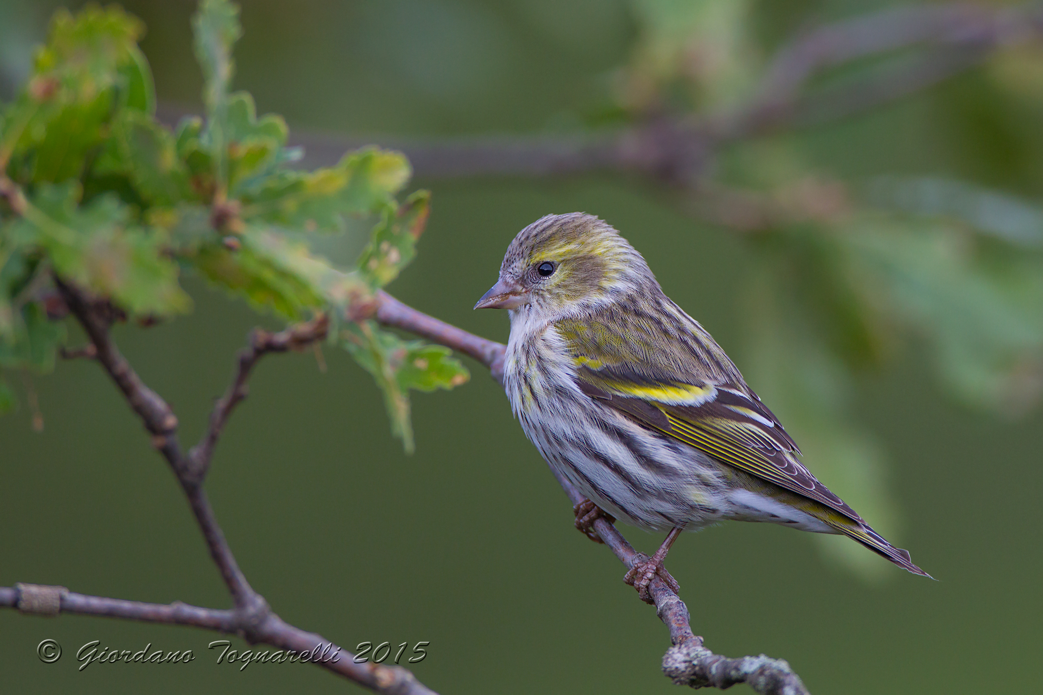 Siskin F