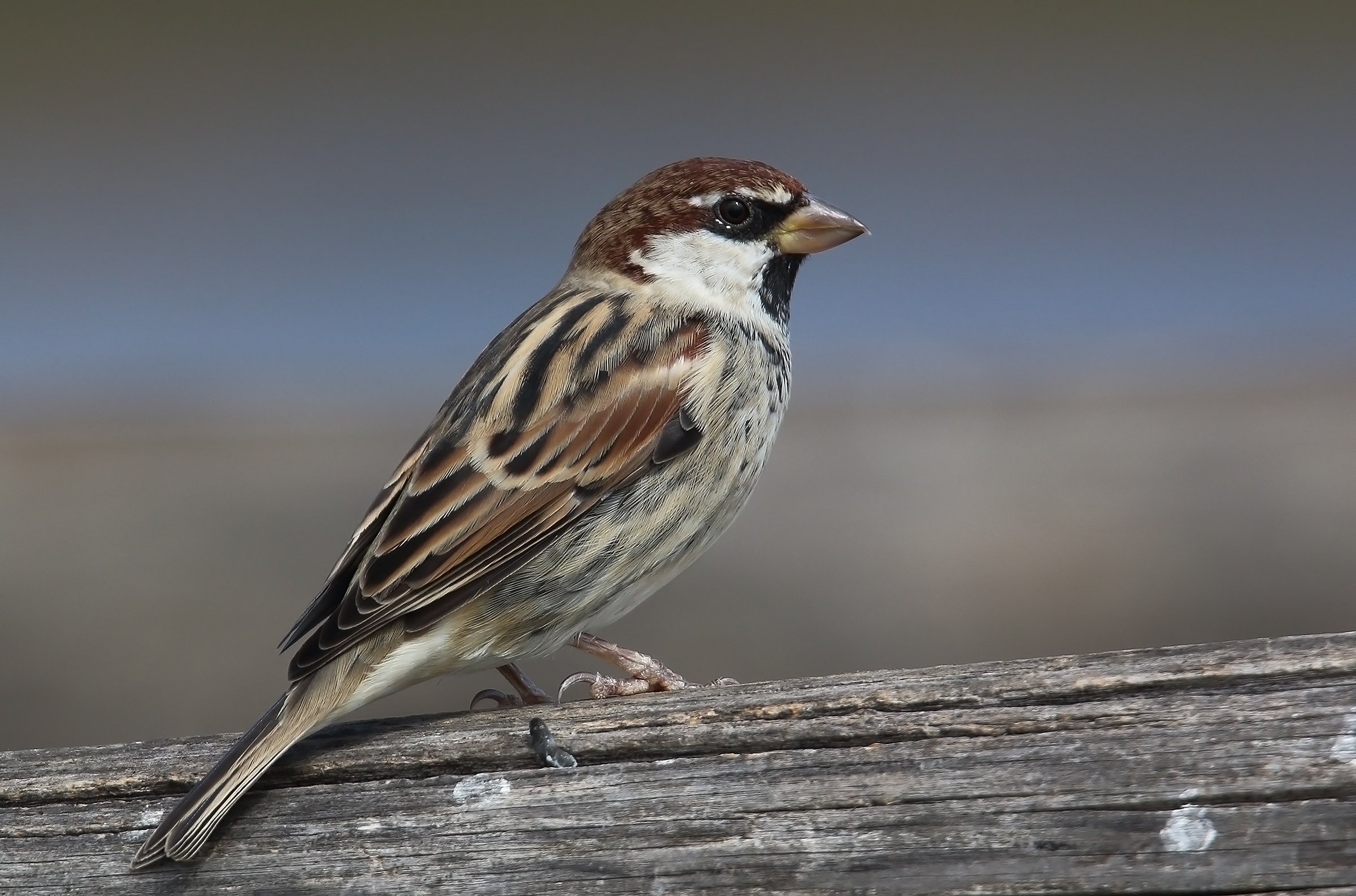flounder Sardinian hd