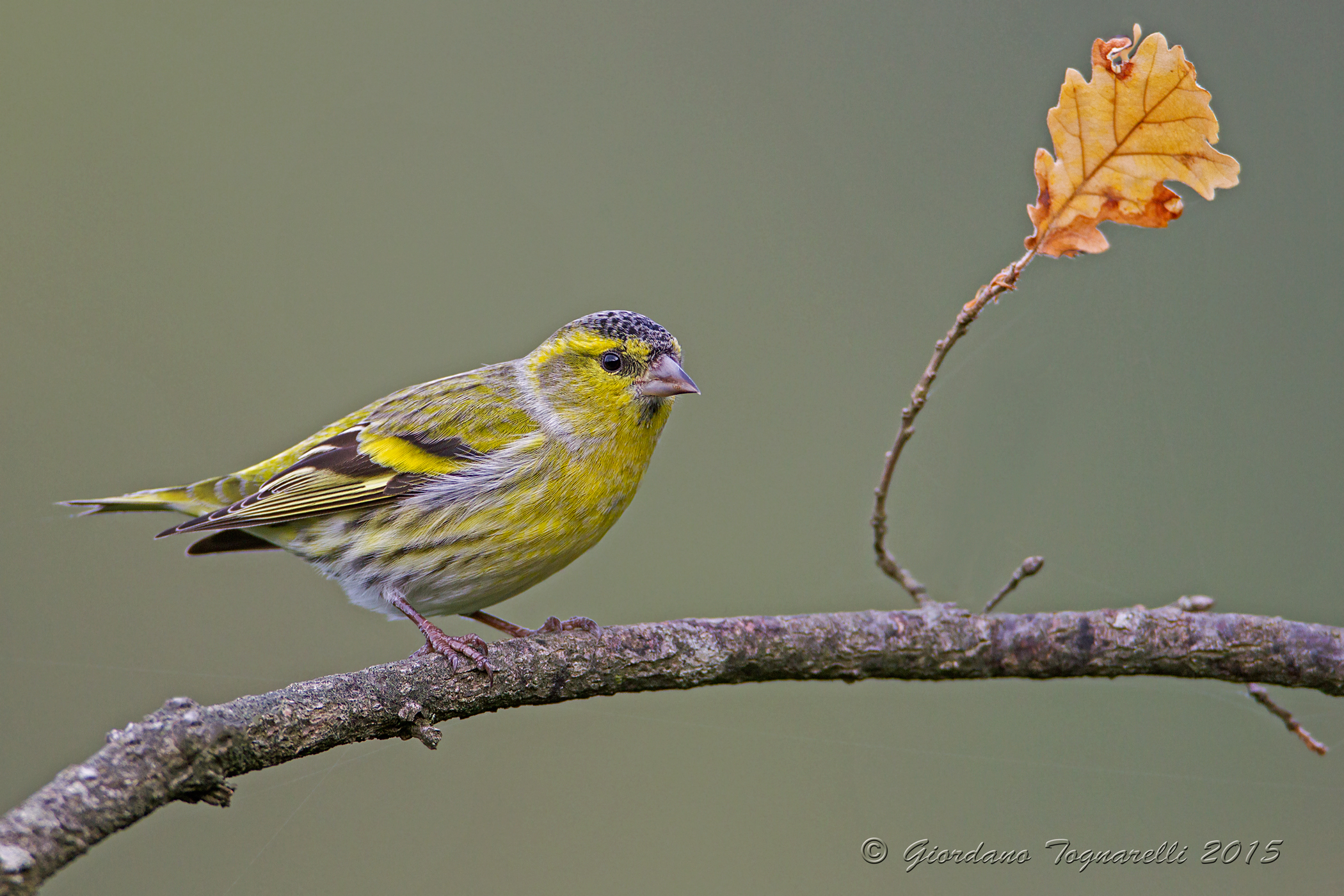 Siskin M