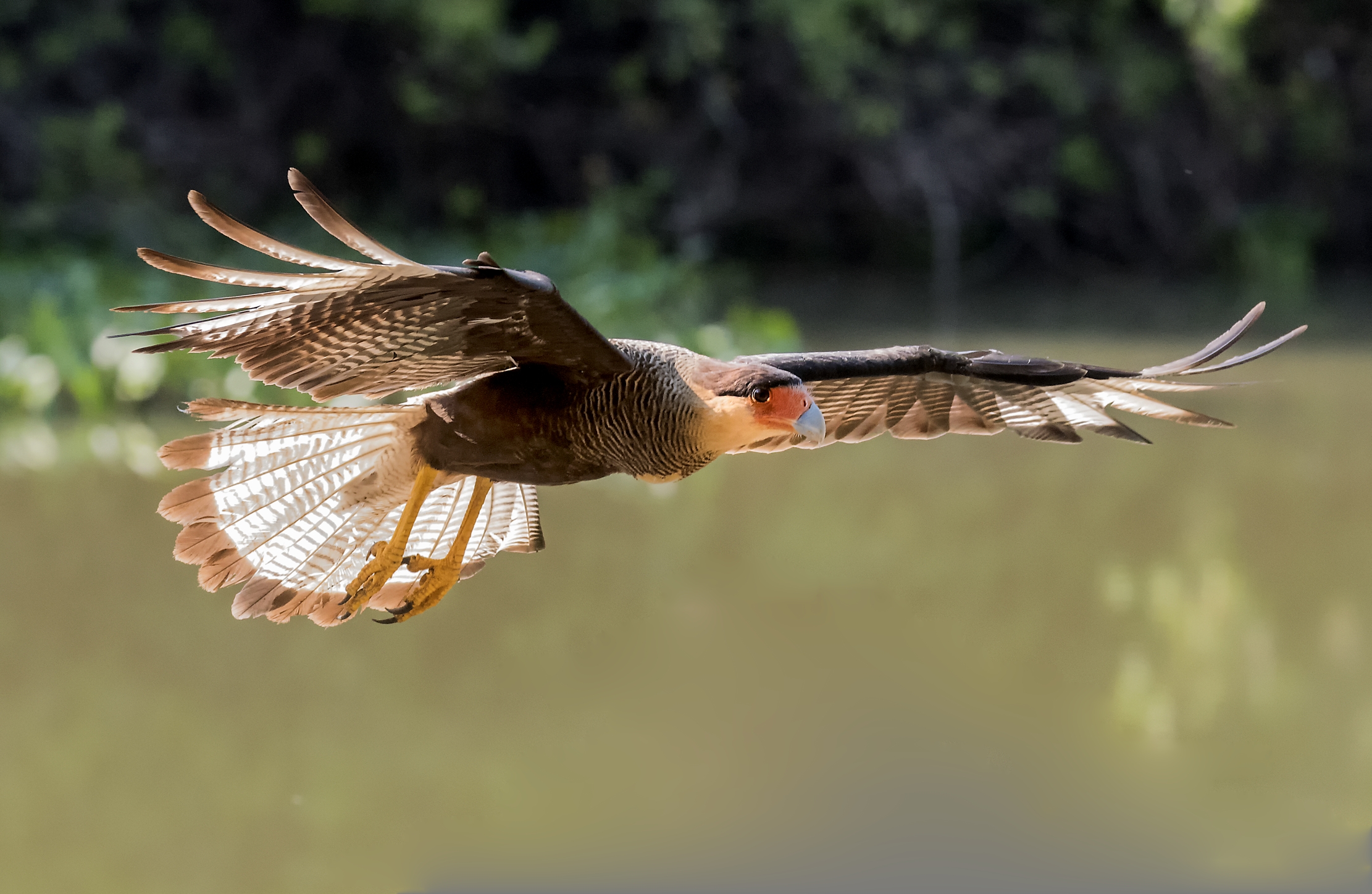 Pantanal 2015 - Kara Kara