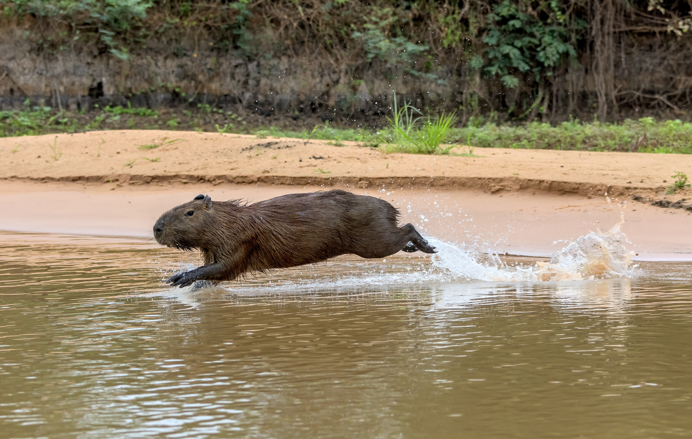 Pantanal 2015 - La fuga del capibara 3
