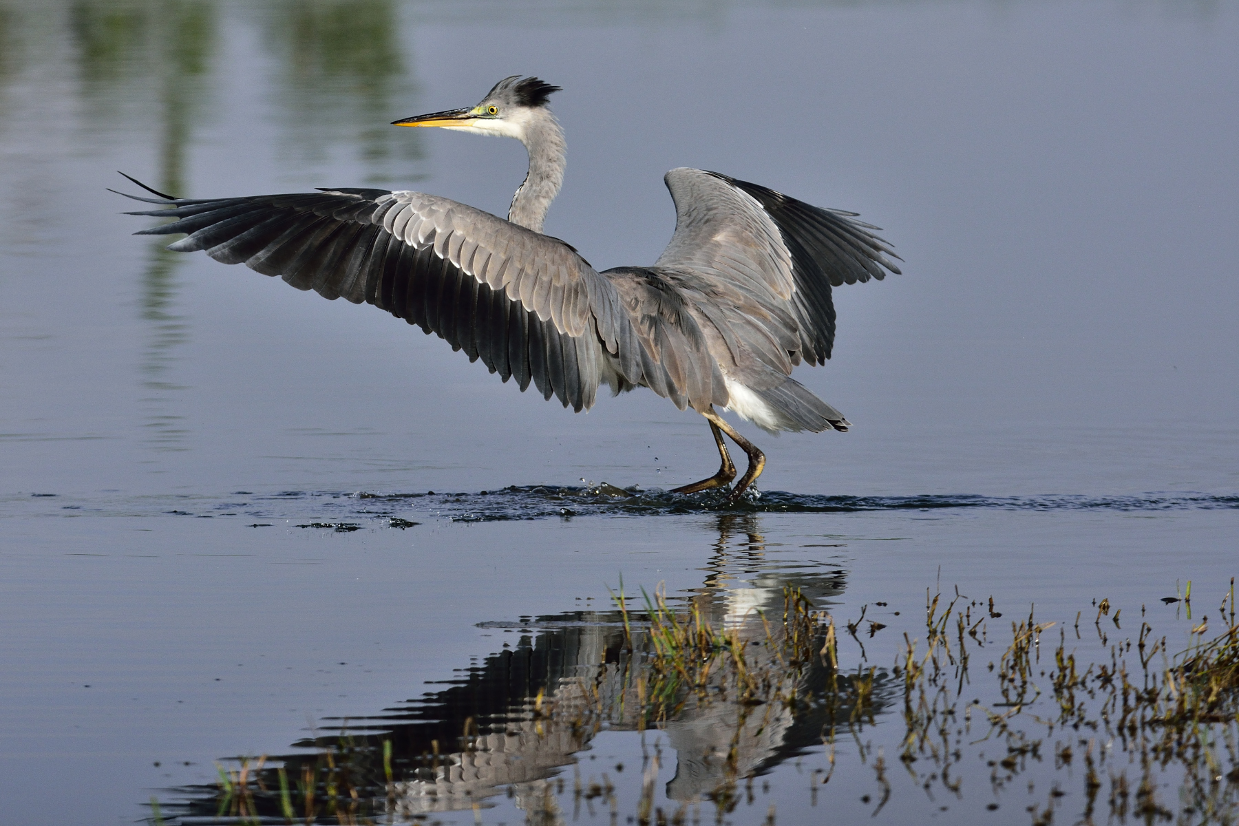 Grey Heron