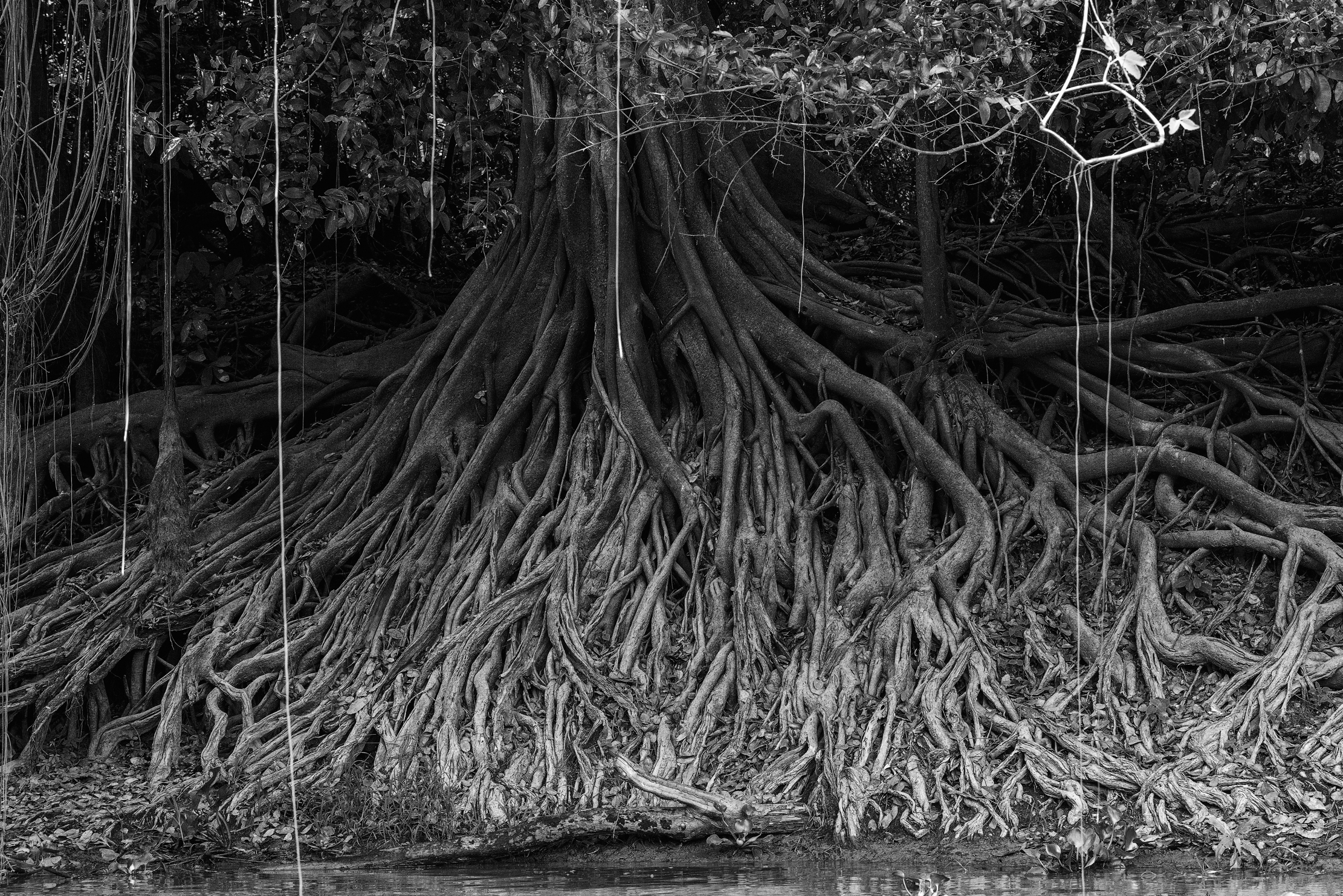 Pantanal 2015 - Radici sul fiume B&W