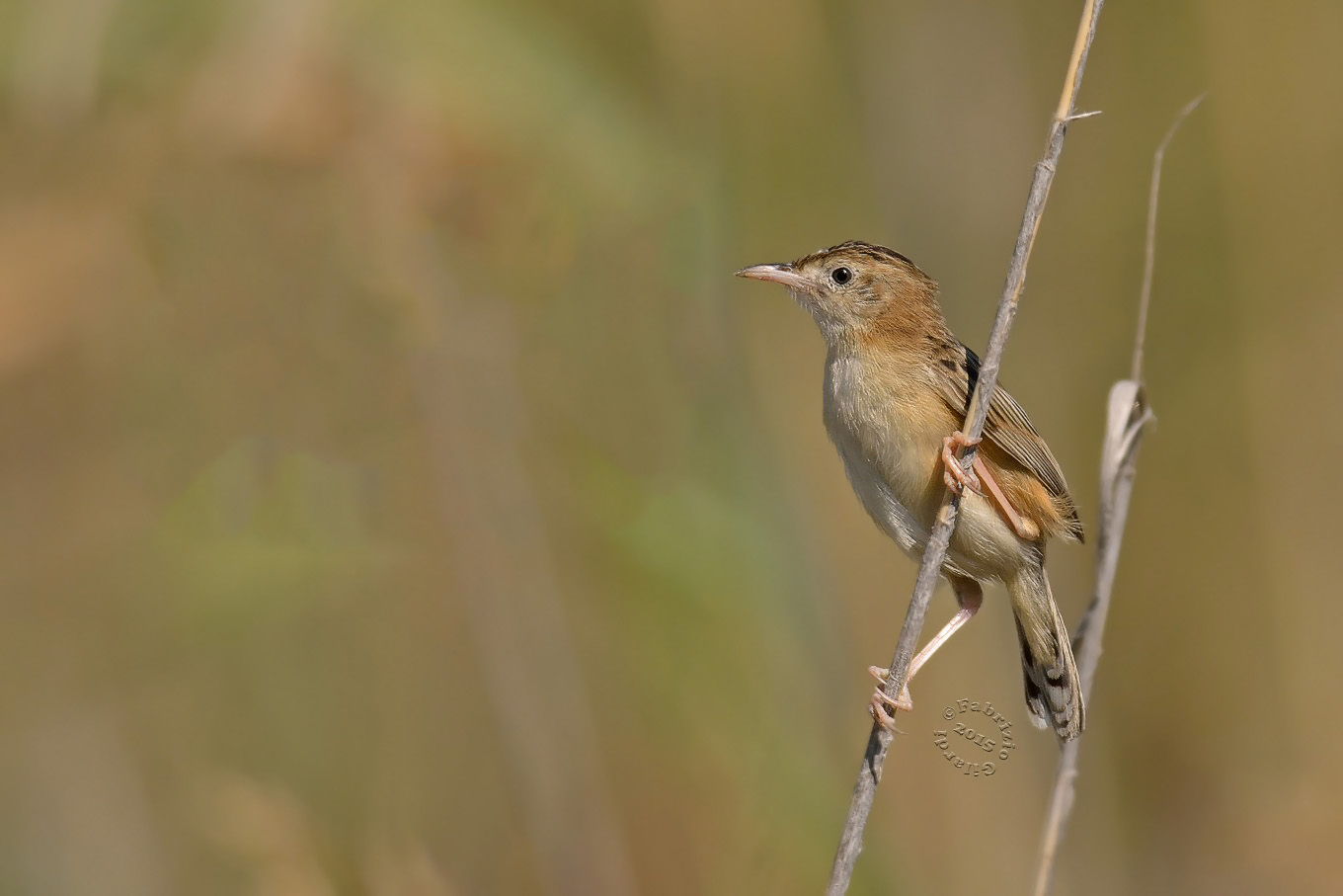 Beccamoschino (Cisticola juncidis)