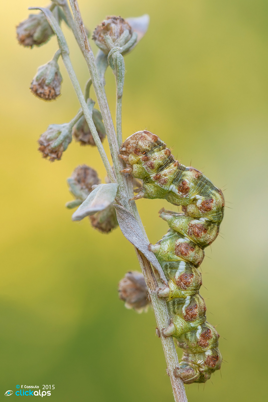 Cucullia absinthii (Linnaeus, 1761)