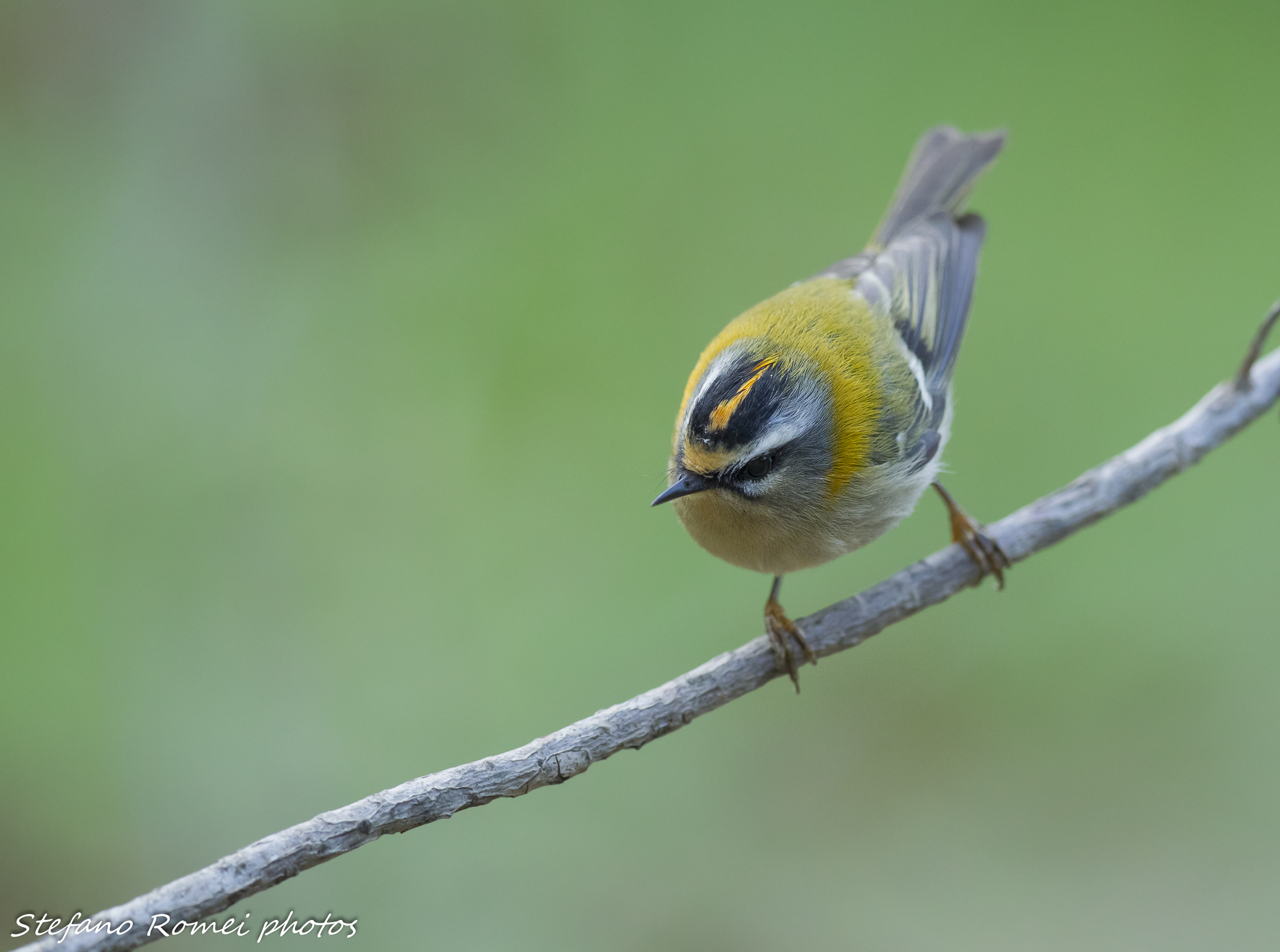 Firecrest soft focus