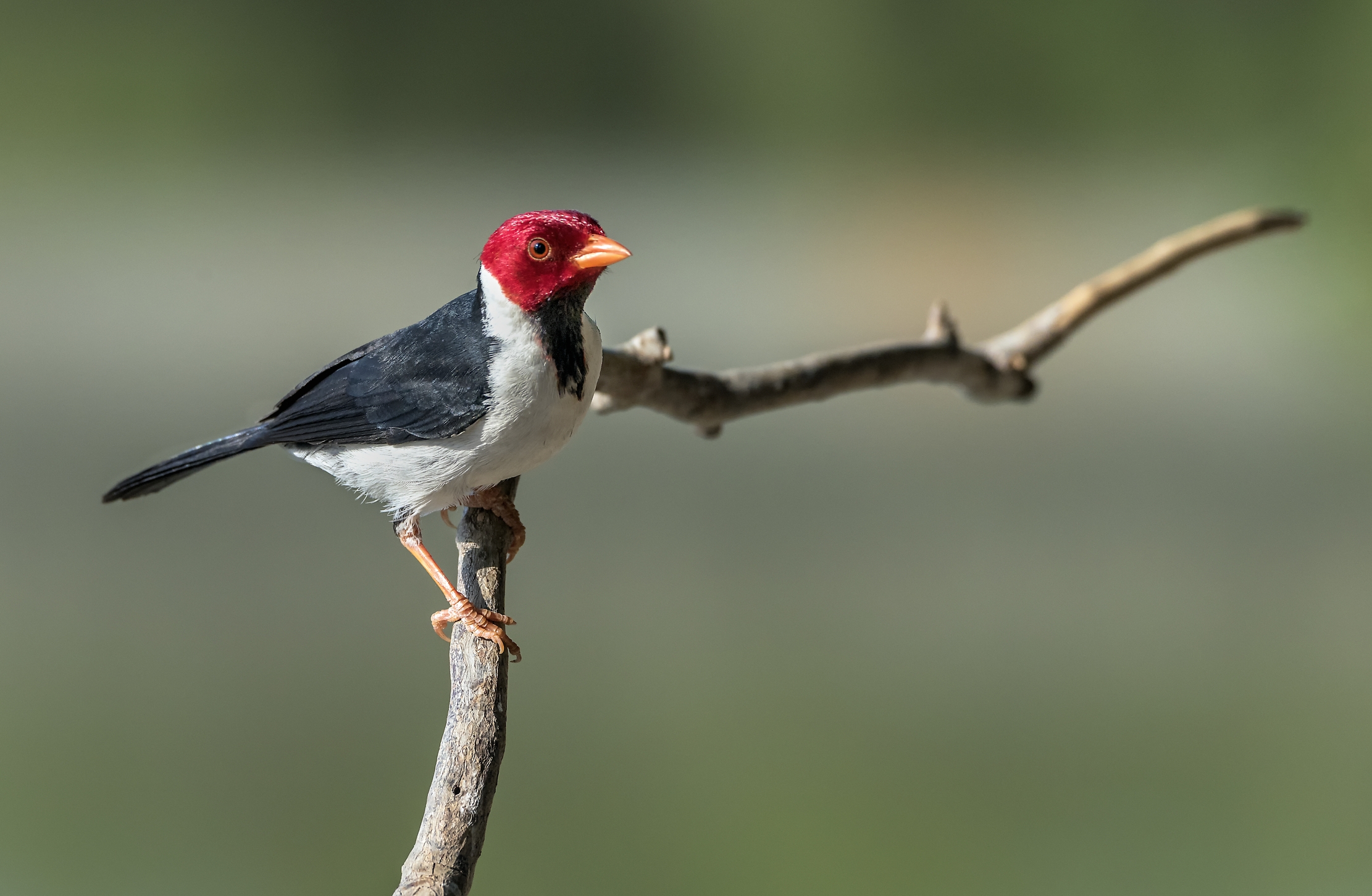 Pantanal 2015-Rosso cardinale-capped (Paroaria gularis)