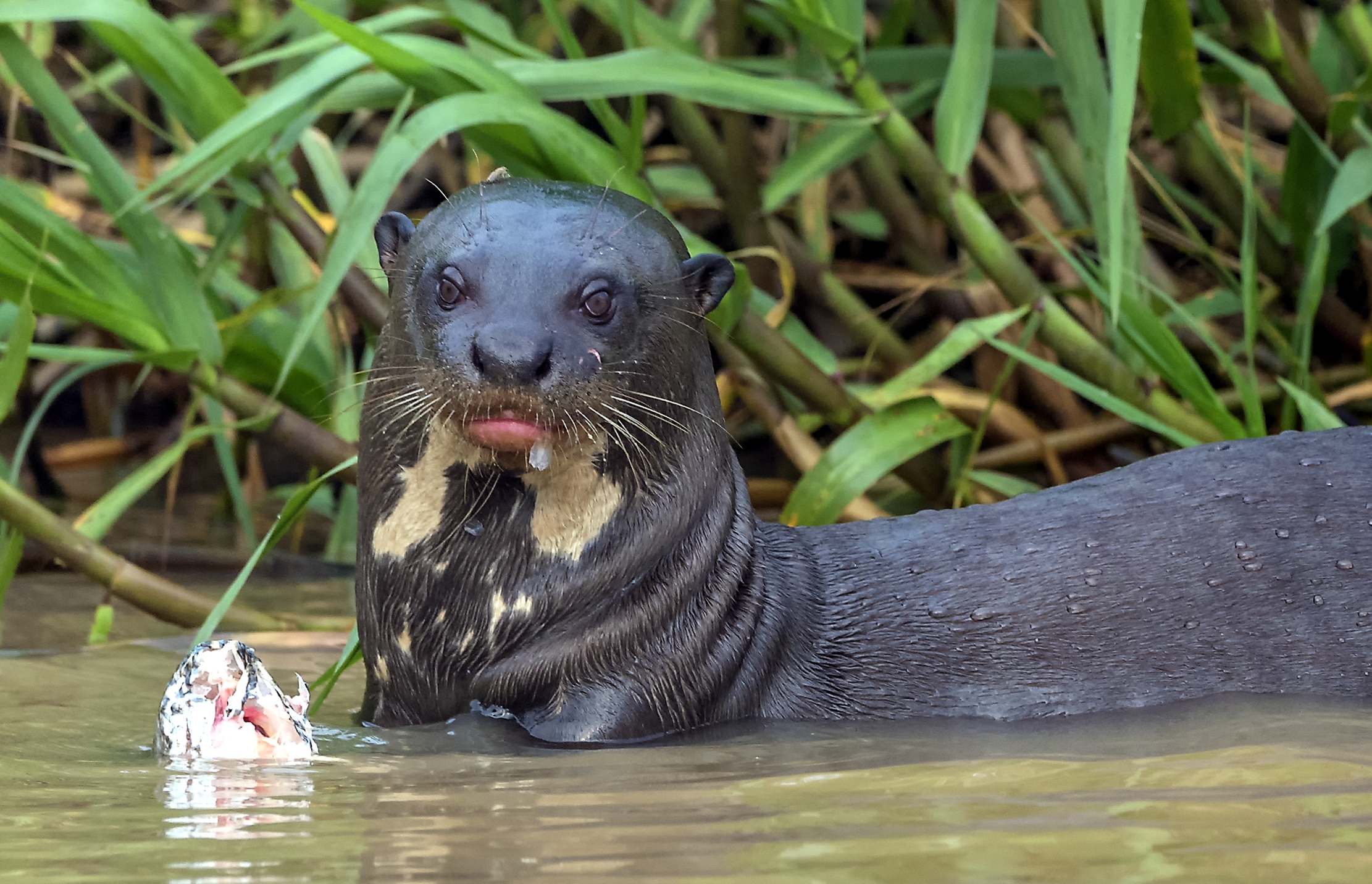 Pantanal 2015 - Lontra gigante