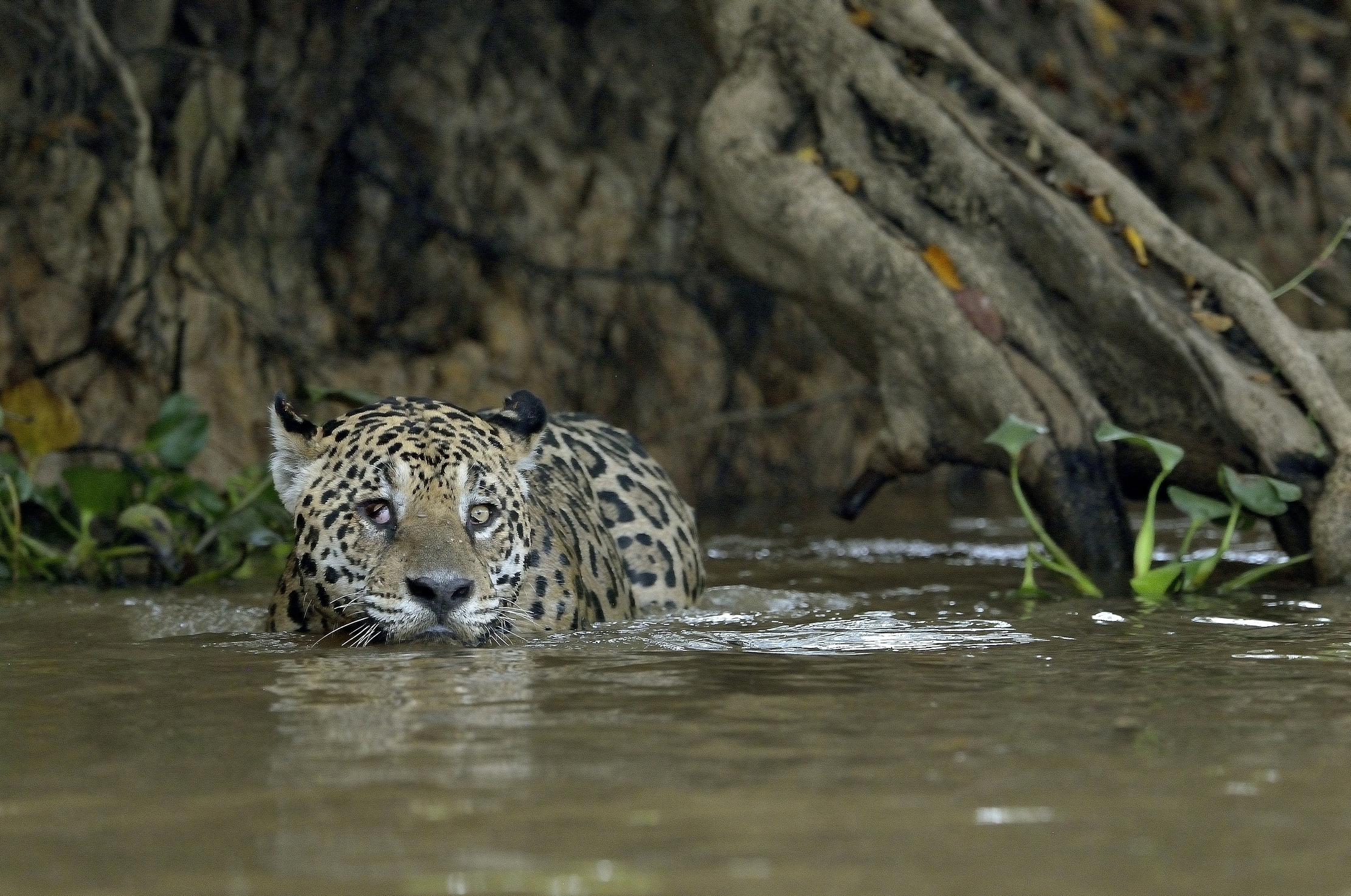 Pantanal 2015 - Jaguar (il guercio)