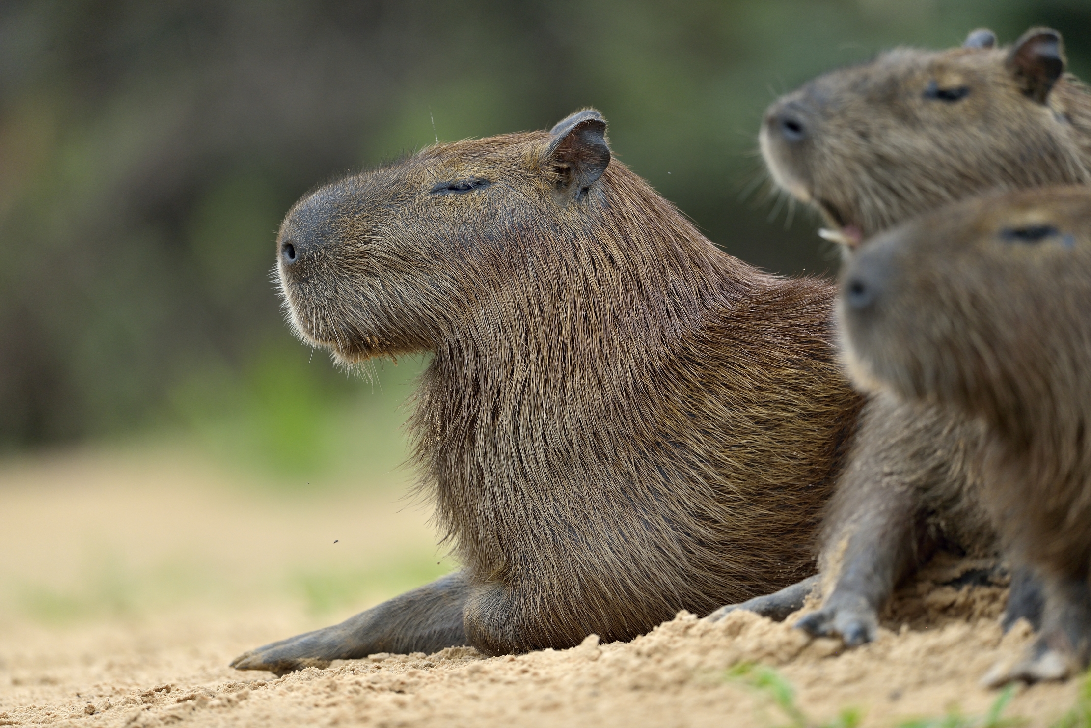 Pantanal 2015 - Capibara