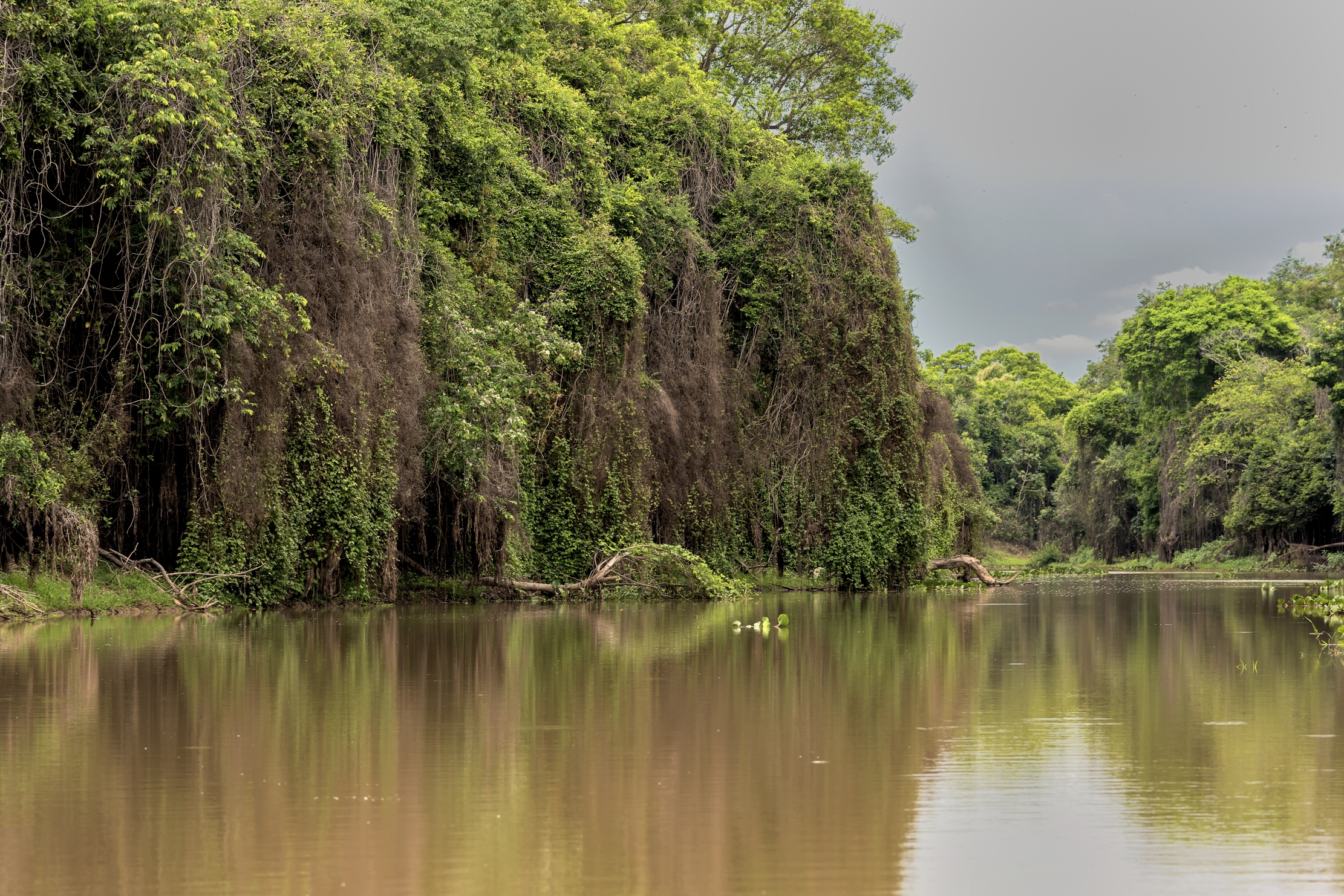 Pantanal 2015 - Sui canali del Cuiabà