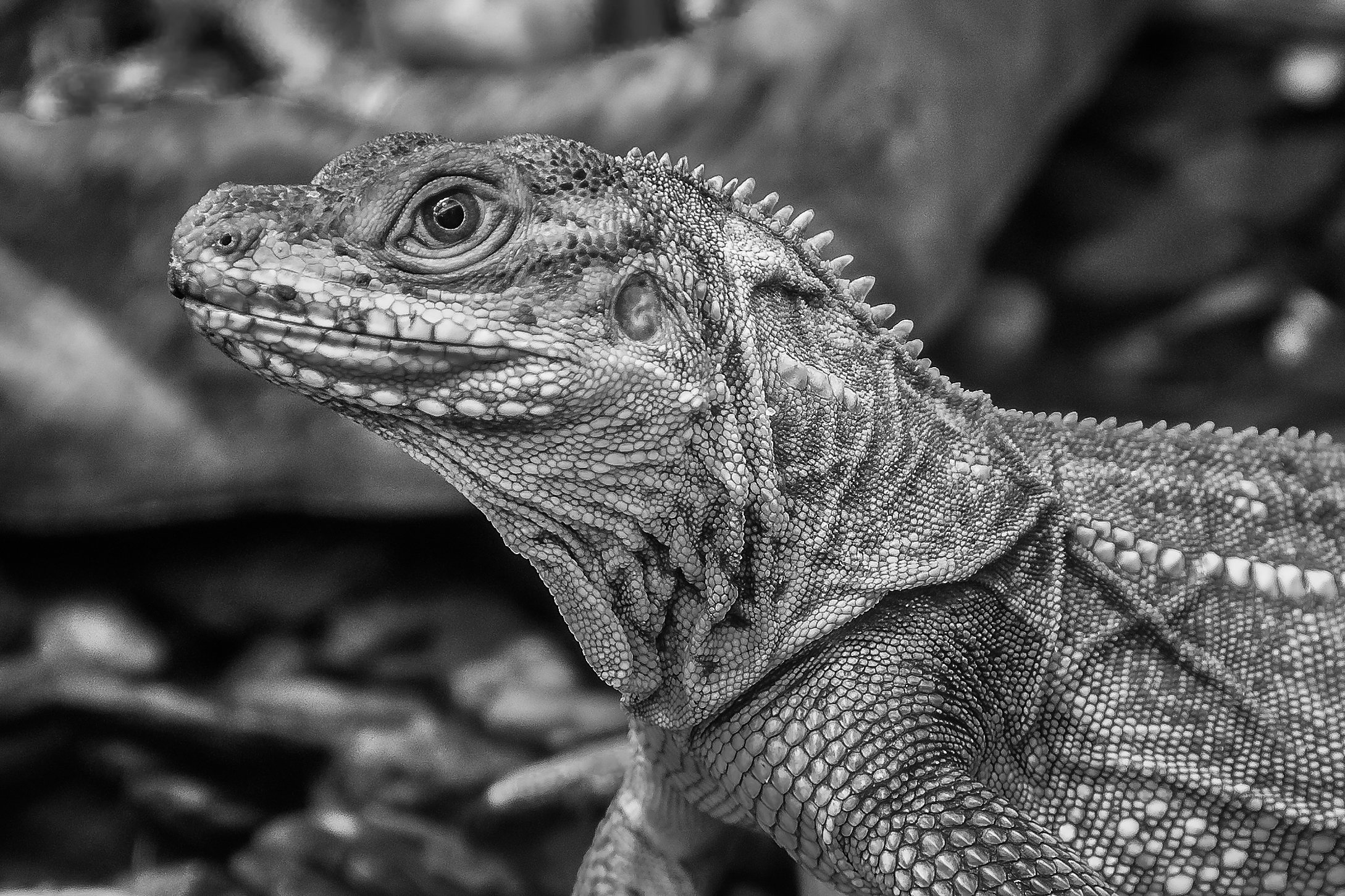 Iguana