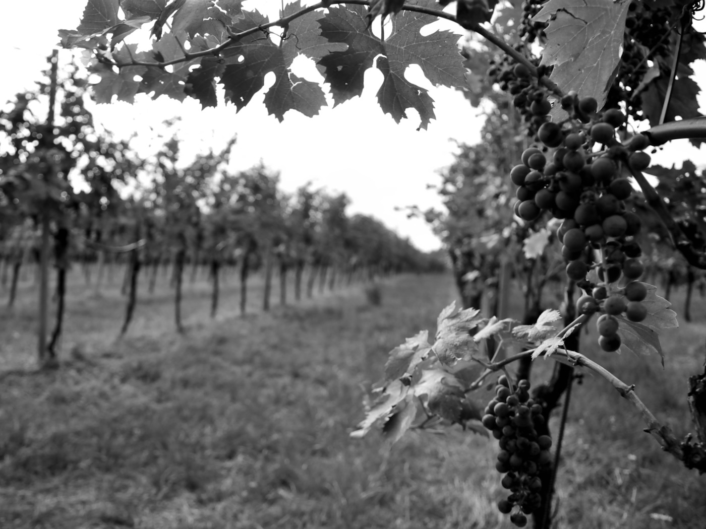 Vendemmia in Valpolicella