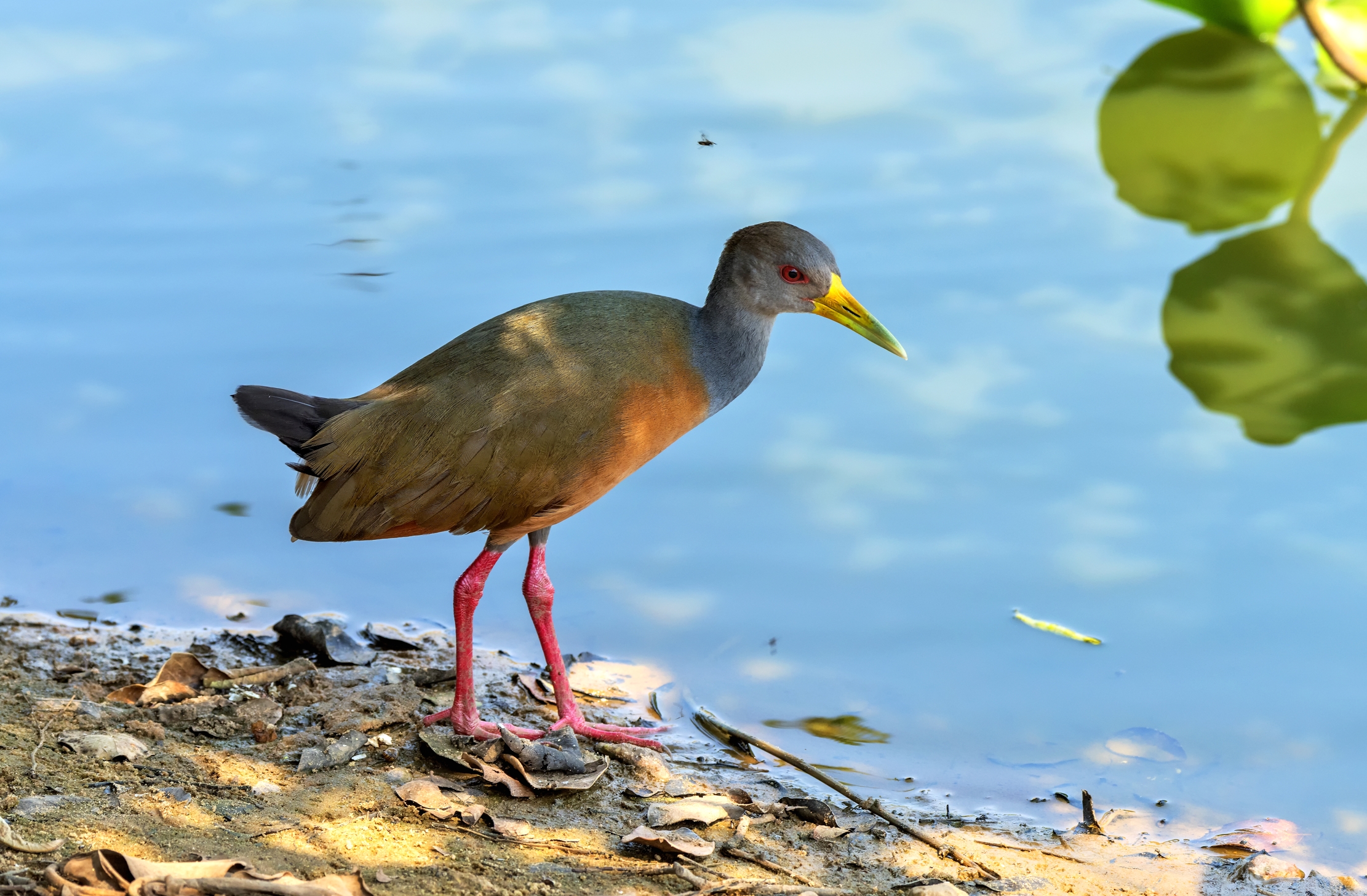 Pantanal 2015 - Grey-necked Wood-Rail (Aramides cajanea