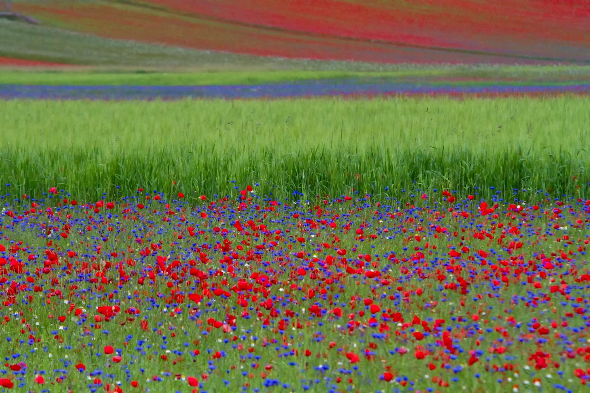 Castelluccio