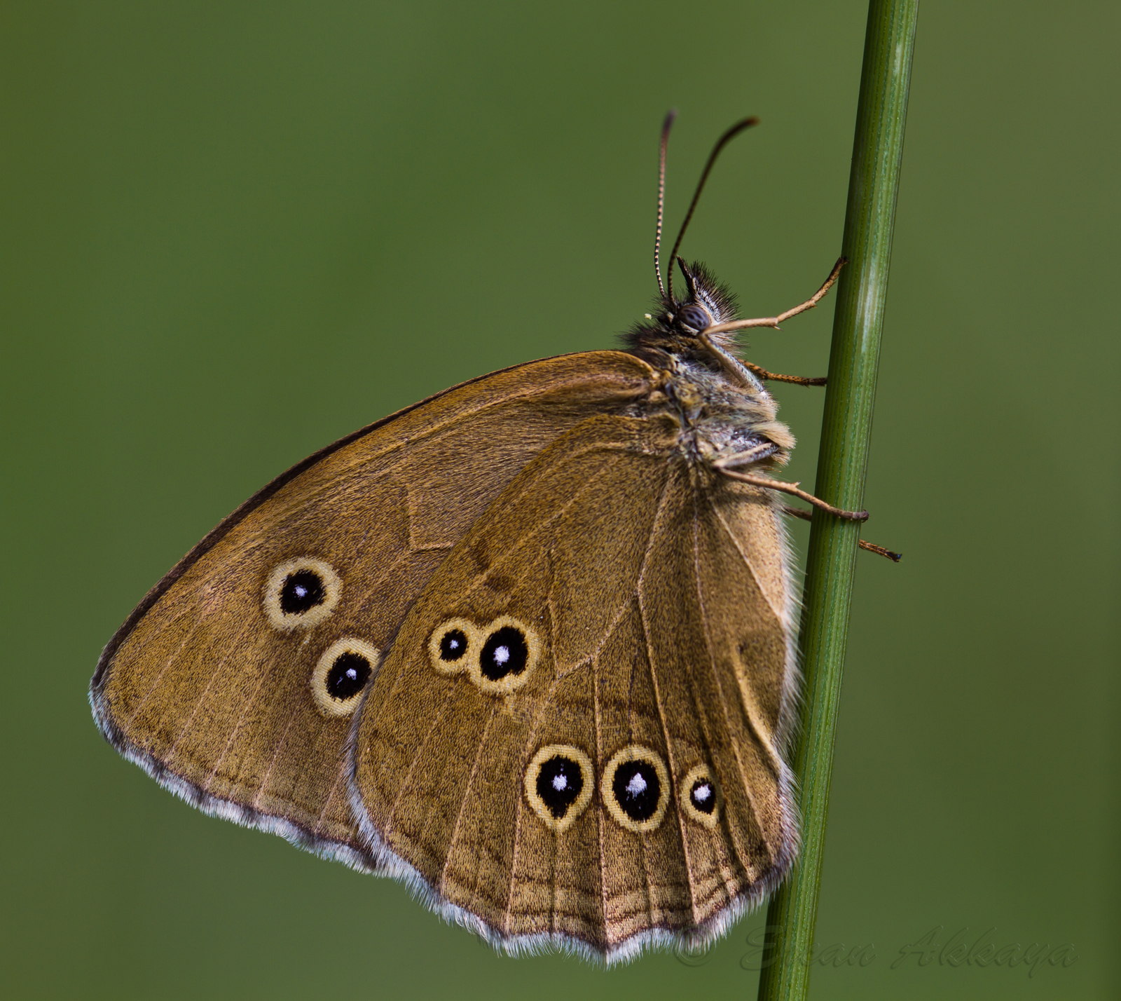 Brauner Waldvogel_ (Aphantopus hyperantus)