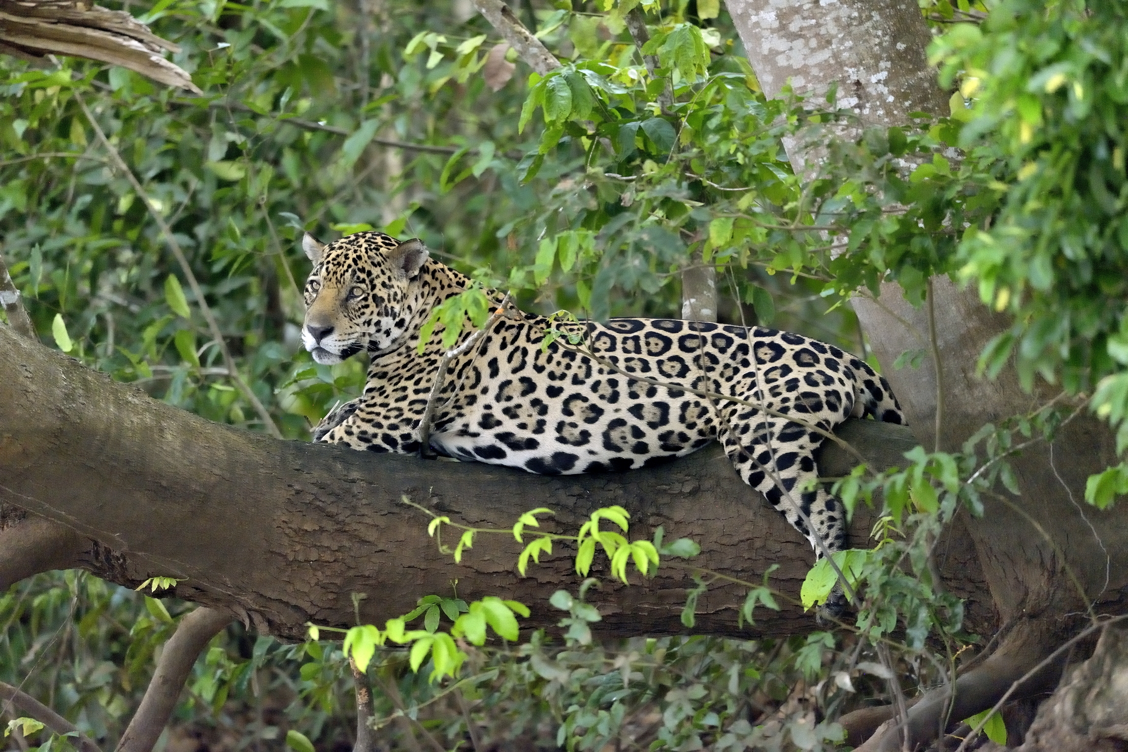 Pantanal 2015 - Jaguar, sull'albero vista fiume