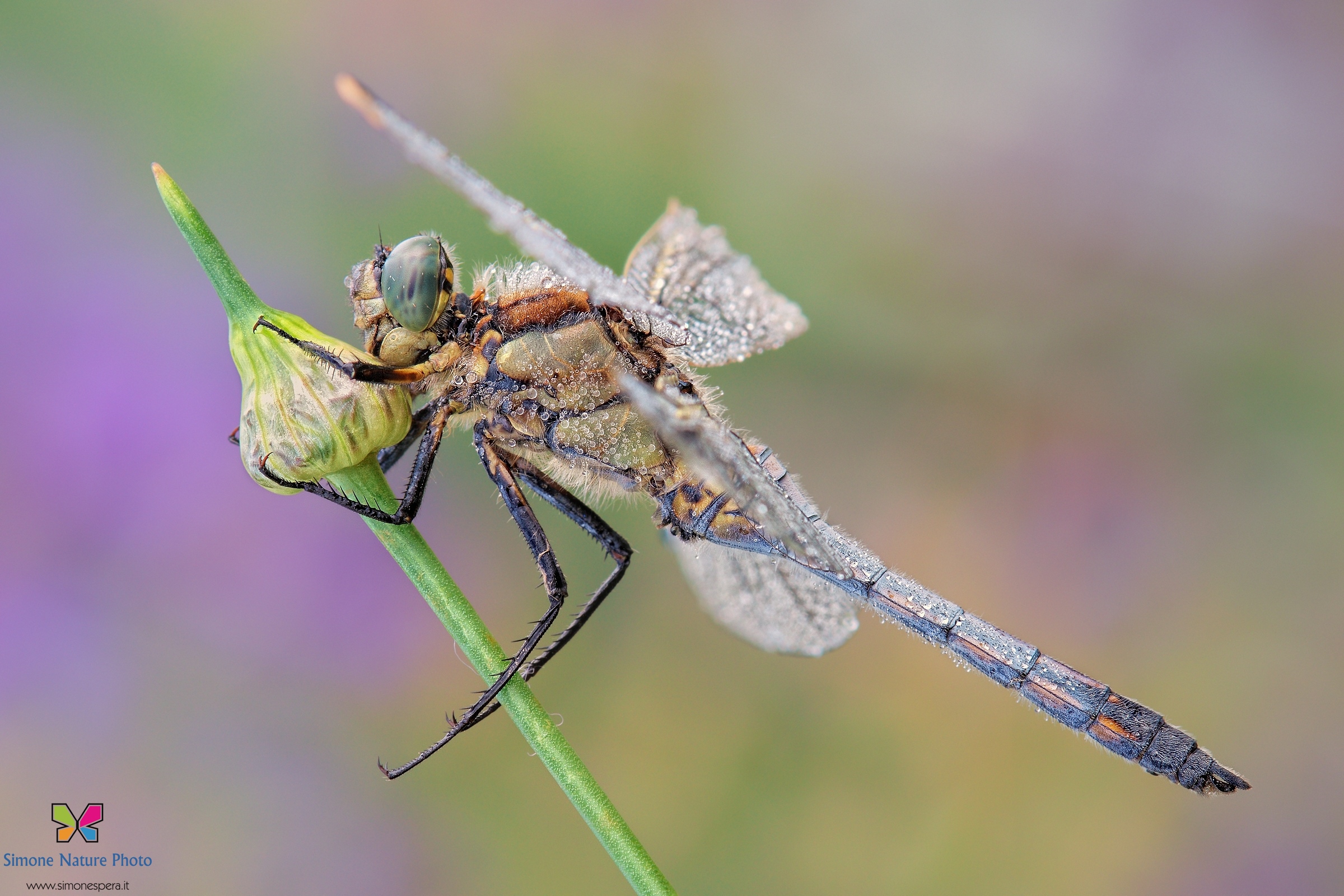 Orthetrum Cancellatum....
