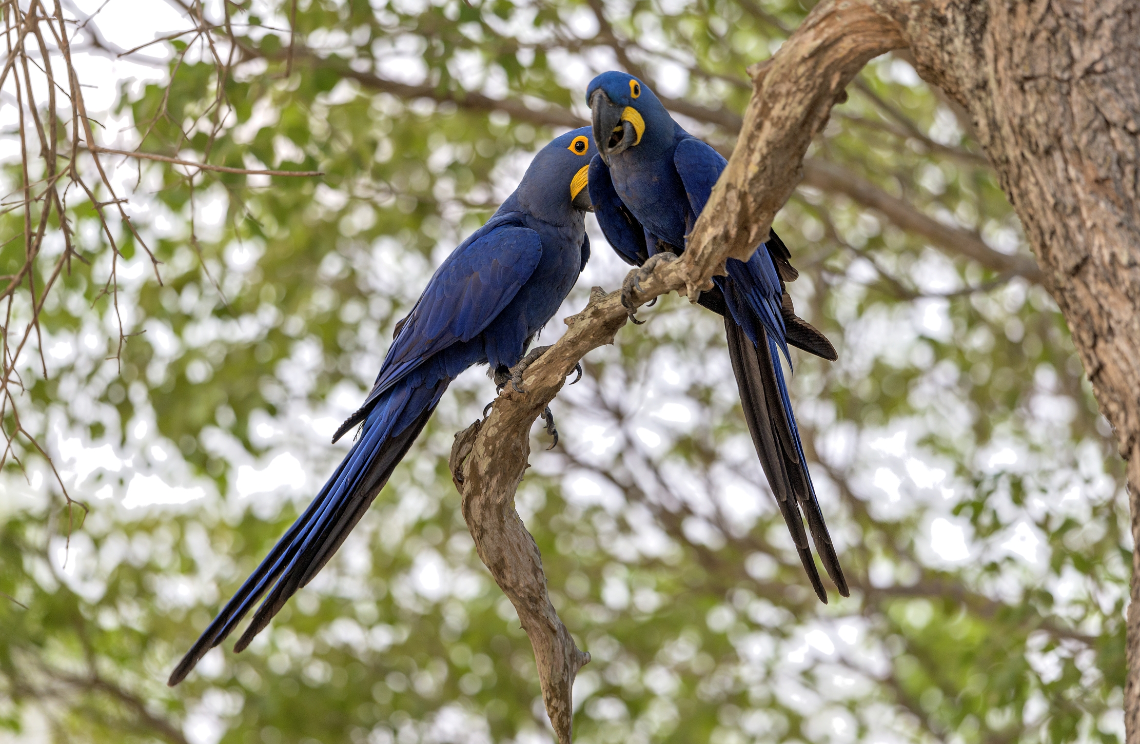 Pantanal 2015 - Ara giacinto