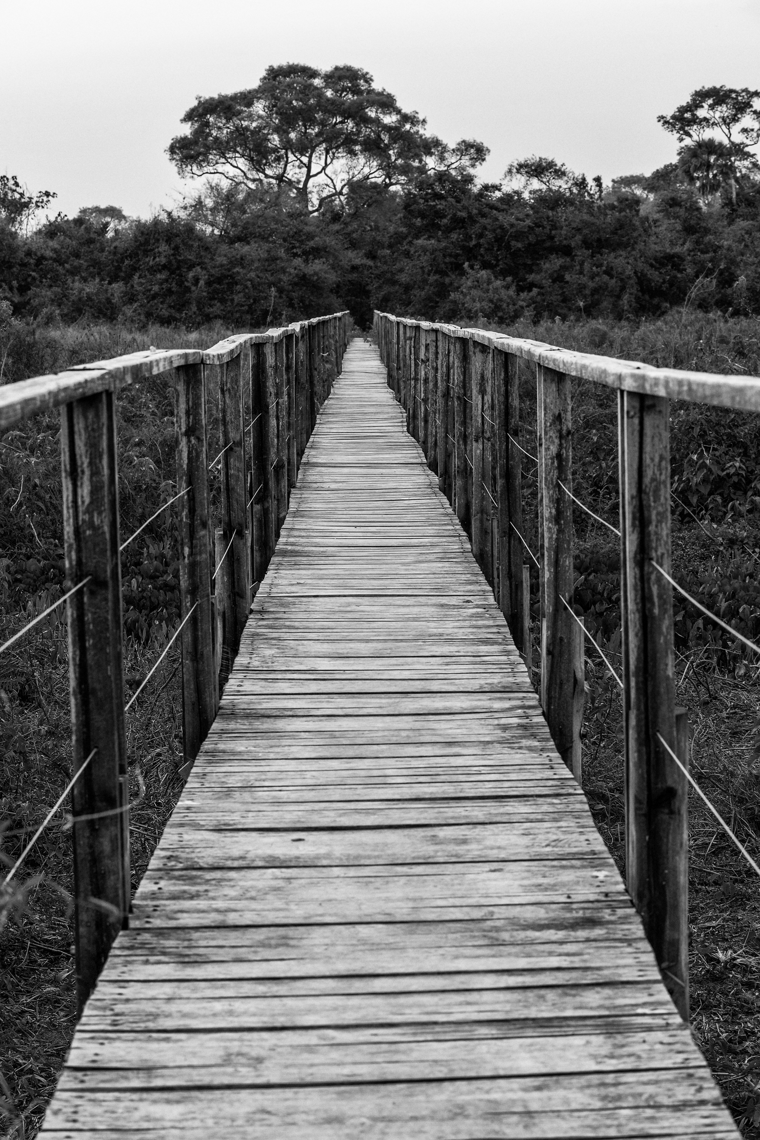 Pantanal 2015 - Ponte nel Pantanal (b&w)
