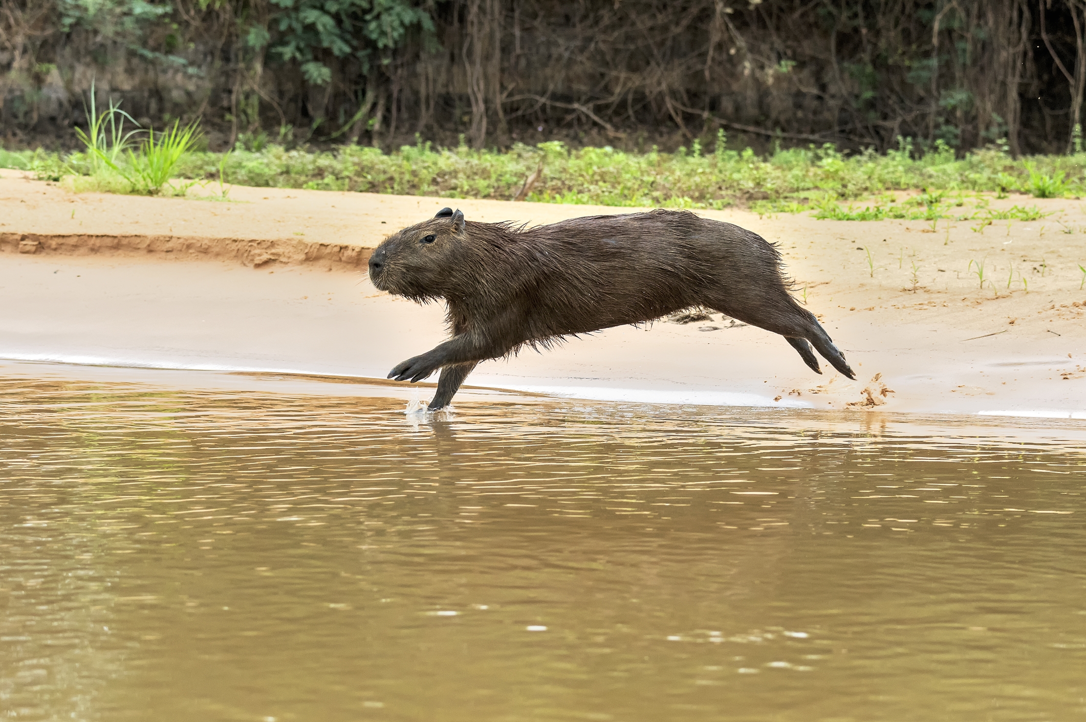 Pantanal 2015 - La fuga del capibara 2