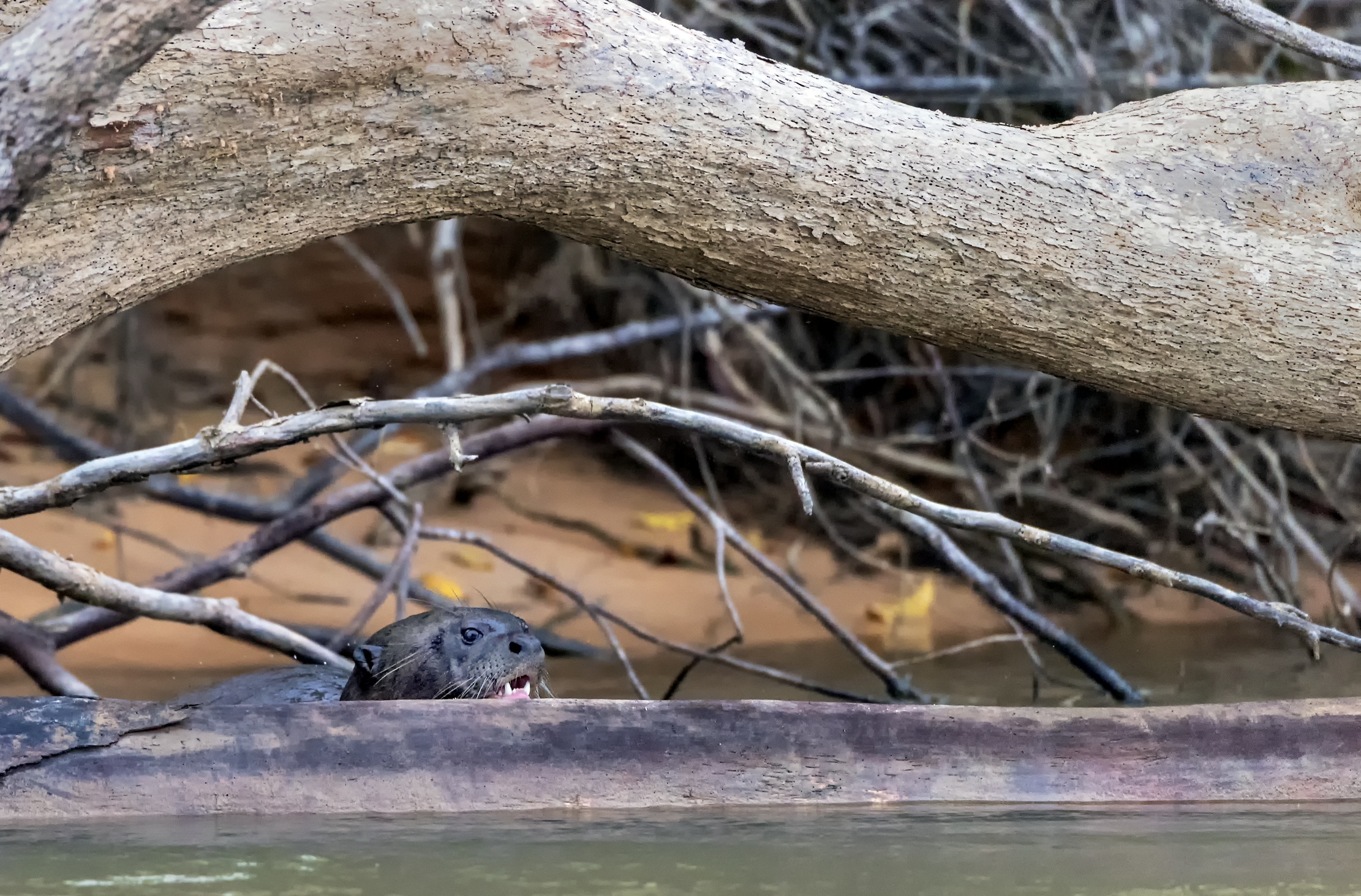 Pantanal 2015 - Elusiva
