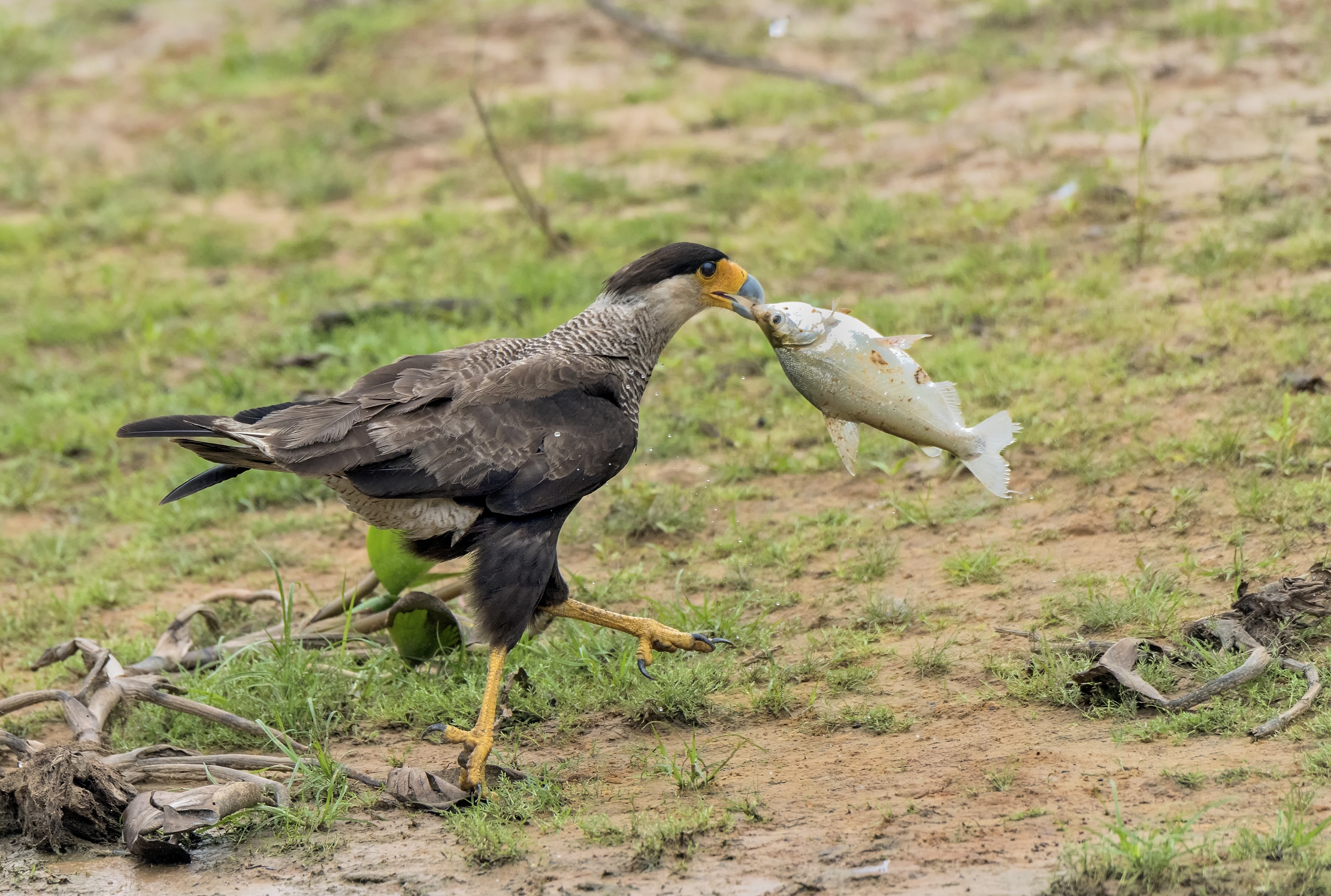 Pantanal 2015 - Kara Kara con preda
