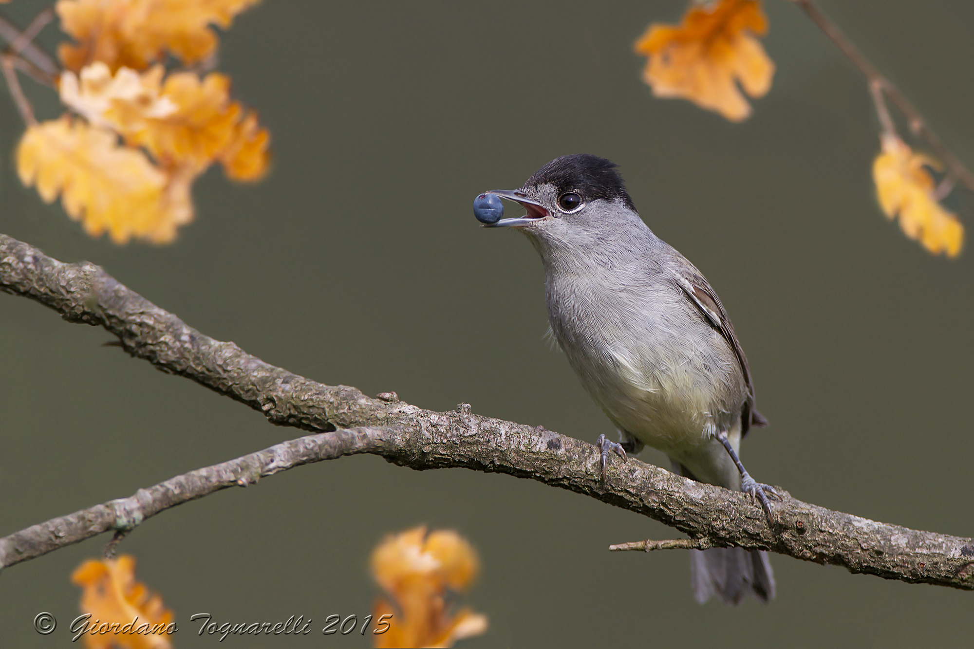 Blackcap M