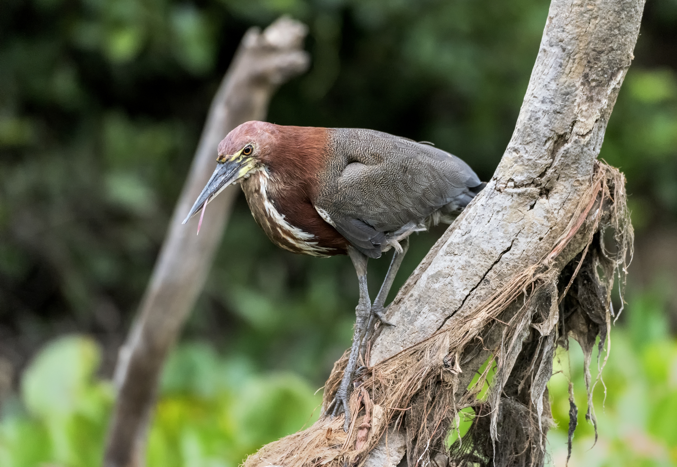 Pantanal 2015 - Airone tigrato