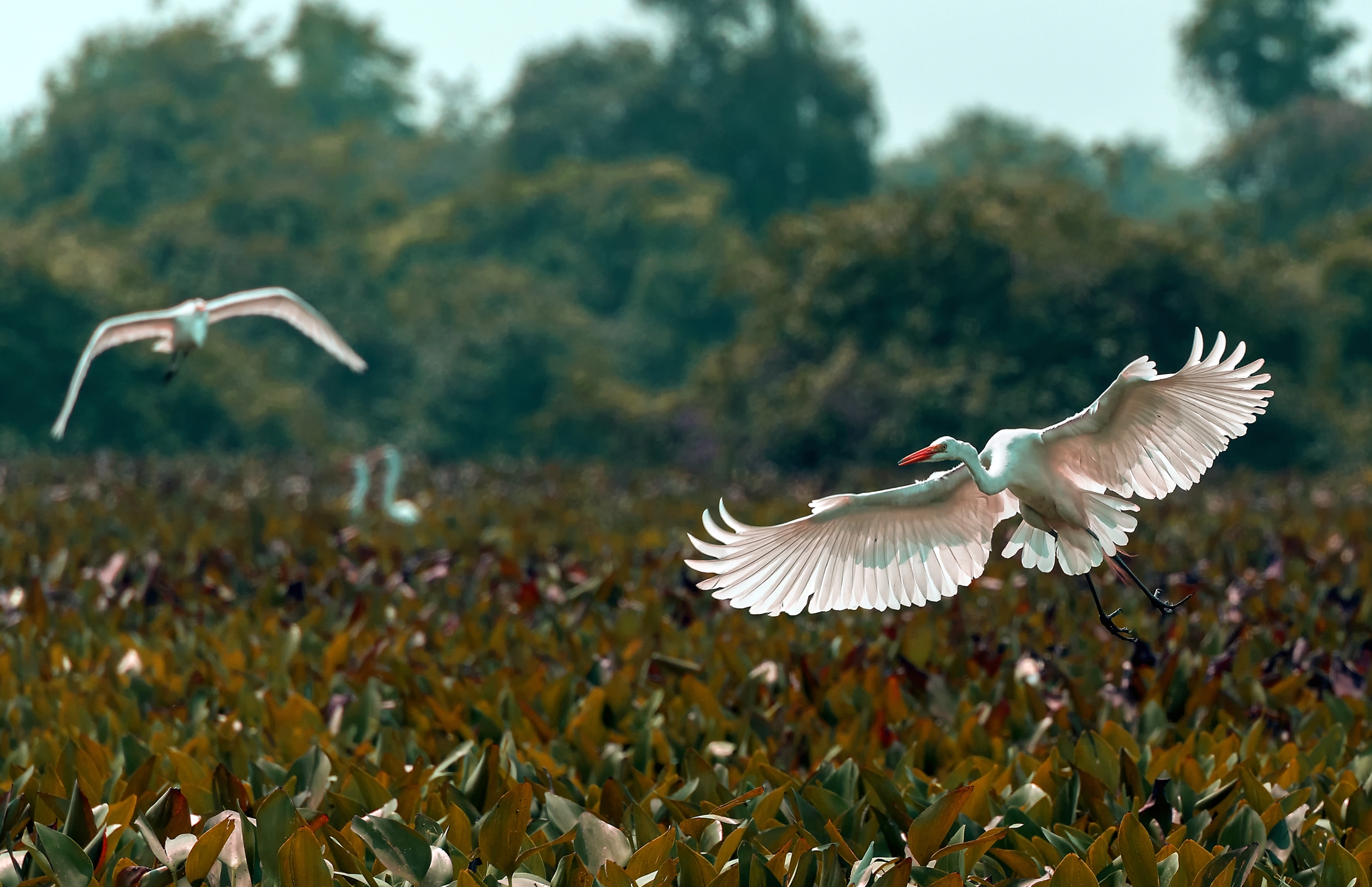 Pantanal 2015 - Aironi