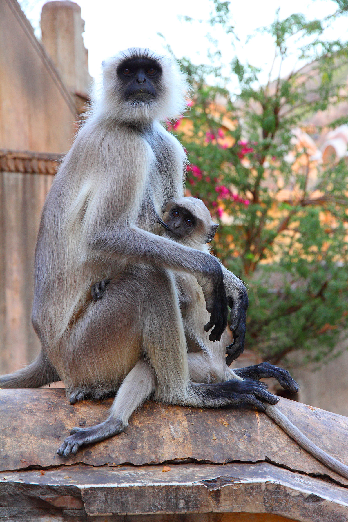 Semnopithecus-entellus