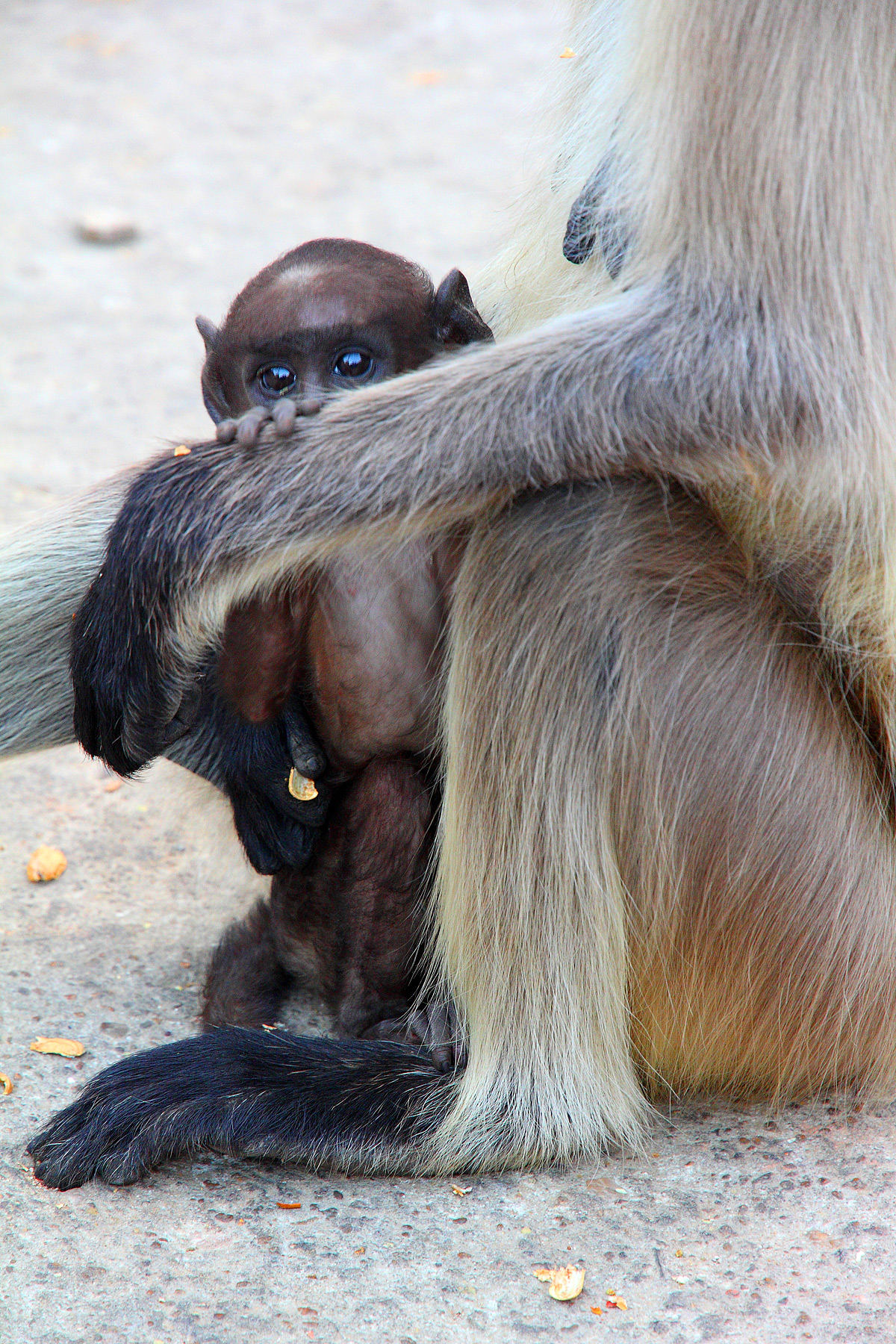 Semnopithecus-entellus