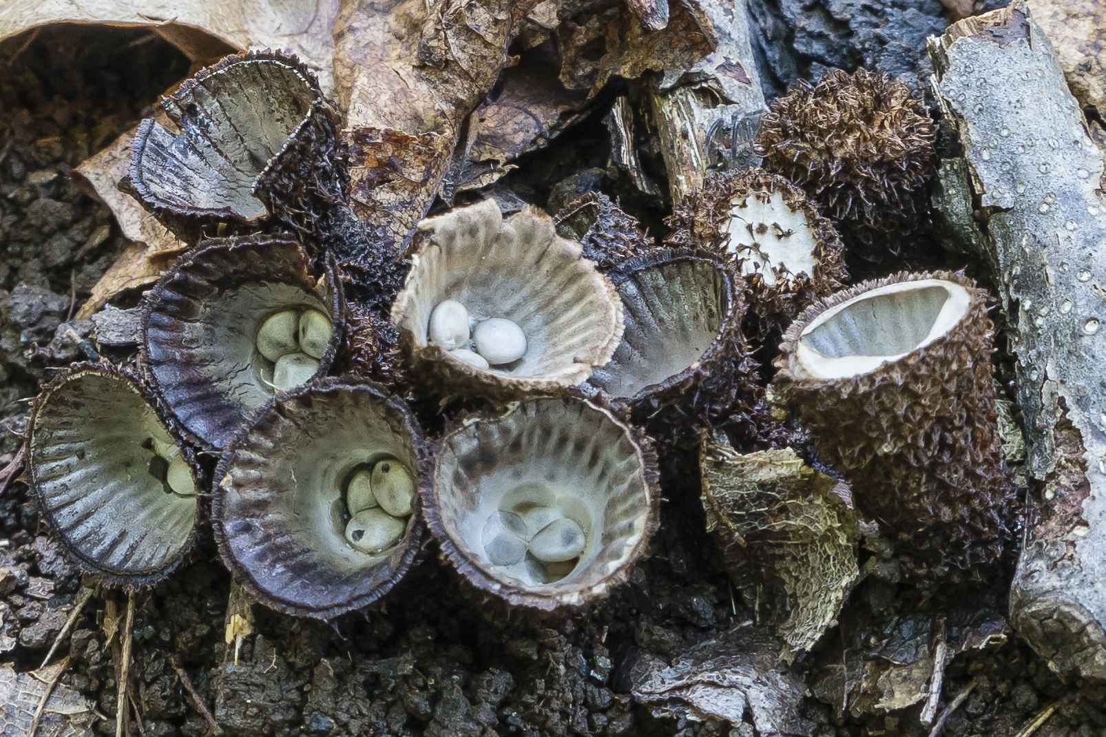 Cyathus striatus